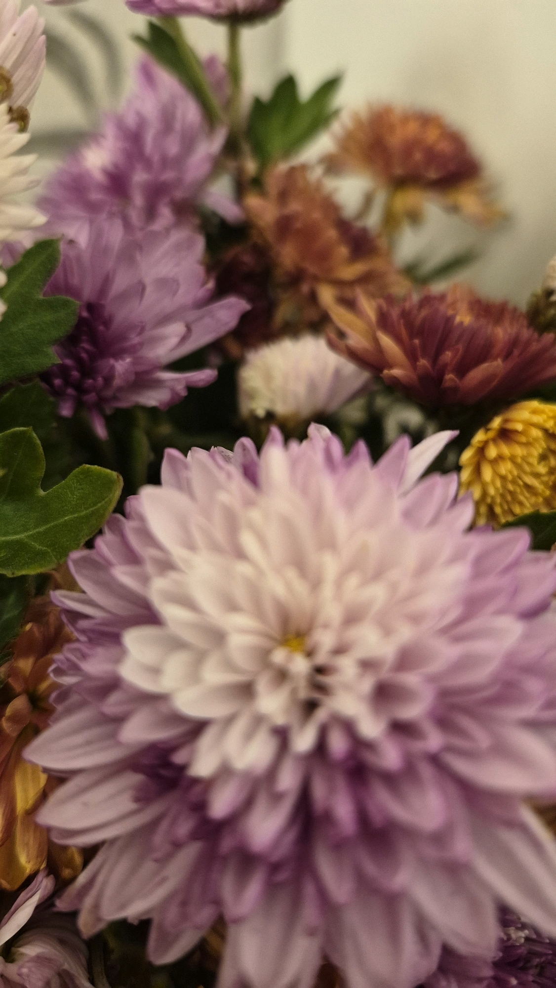 The image is a close-up, slightly out-of-focus photograph of a bouquet of chrysanthemums. The flowers are in various stages of bloom and display a range of colors including light purple, white, deep reddish-purple, and yellow. The petals are delicate and layered, creating a soft, textured appearance. Green leaves are interspersed among the flowers. The lighting is soft and diffused, suggesting an indoor setting. There is no visible indication of location within Krauja, Latvia, or any people or actions.