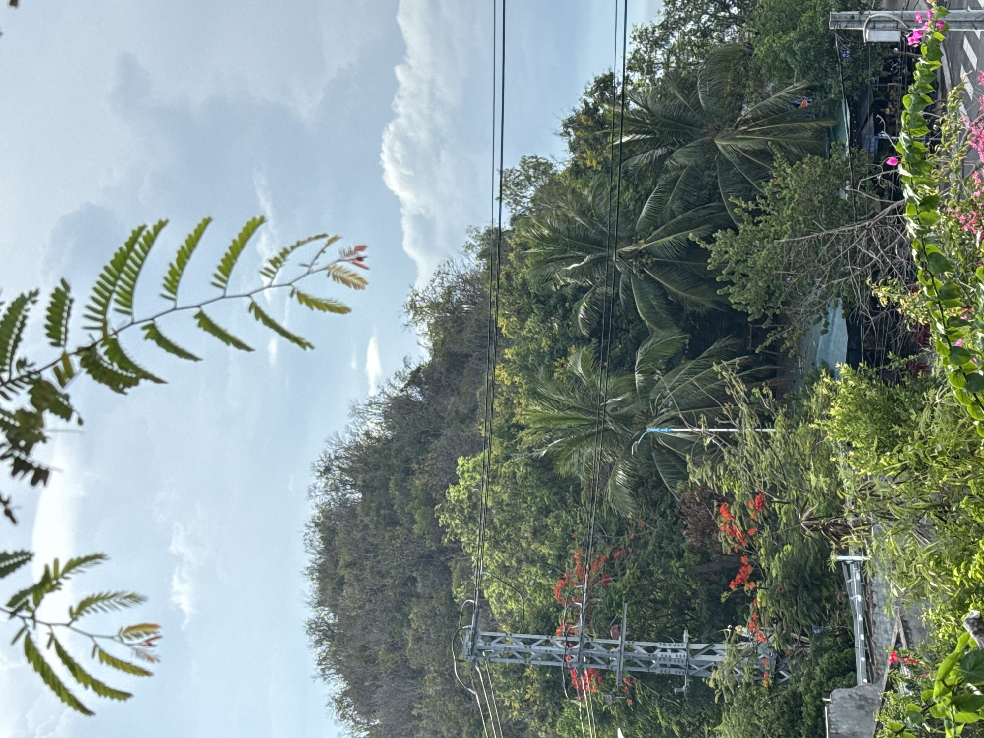 The image shows a verdant scene in Bac Nha Trang Ward, Vietnam, with a layered landscape of dense vegetation against a partly cloudy sky. In the foreground, a branch of fern-like foliage is silhouetted against the sky. Progressing into the midground, a tree-covered hill rises, merging into a denser area of trees that include palm trees. Power lines are strung across this view. An electric power grid support structure is visible amid the lower vegetation. Flowering vines are at the right side of the image.