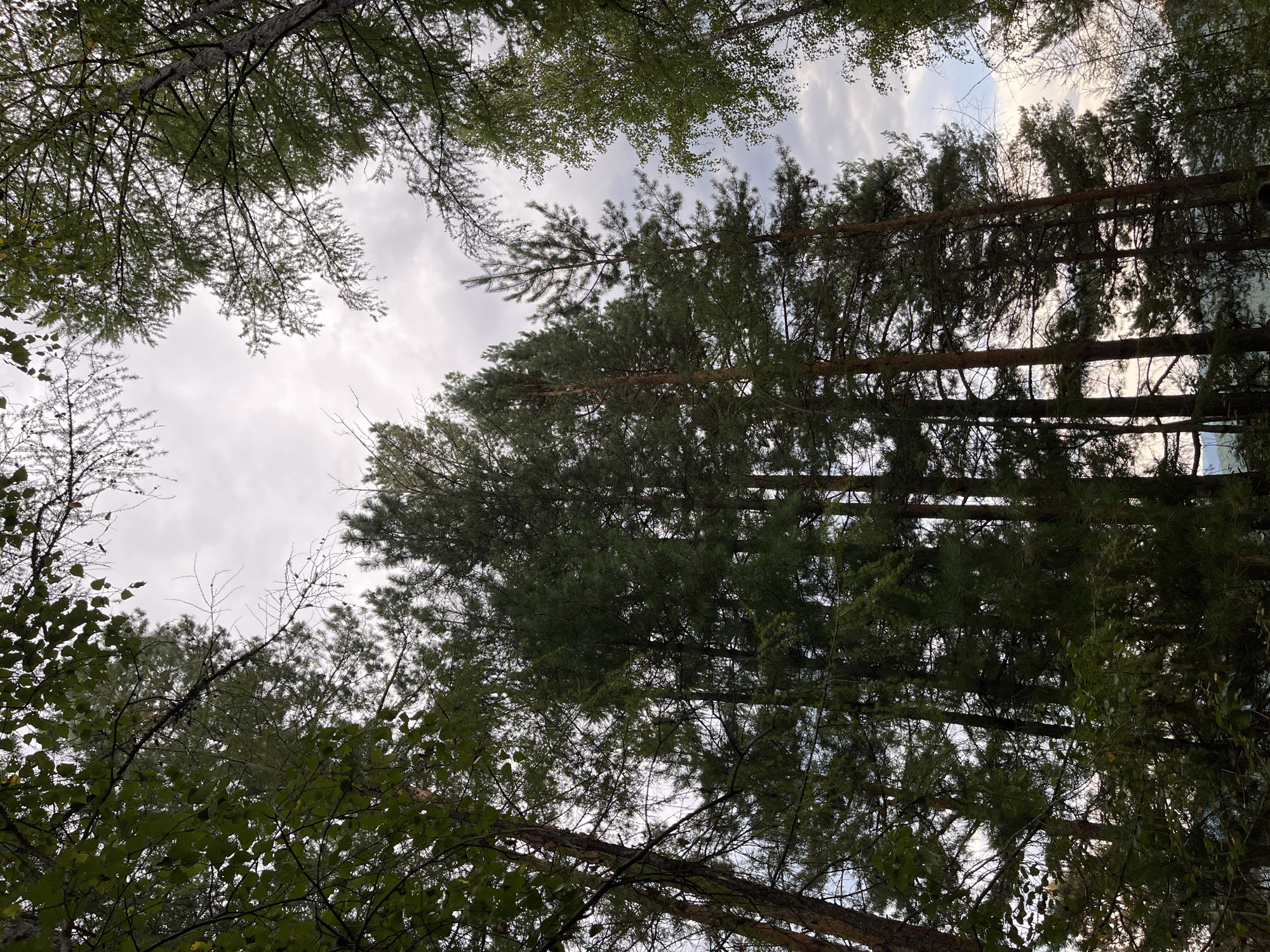 The image shows a view looking up through a canopy of tall trees. The trees are predominantly pine trees with dark green needles, interspersed with deciduous trees with lighter green leaves. The sky above is overcast with a soft, grey light. The scene is set in a forest, with the dense foliage of the trees creating a natural frame for the sky. There are no people or specific identifiable landmarks present in the image. The overall impression is one of a quiet, natural setting within a wooded area.