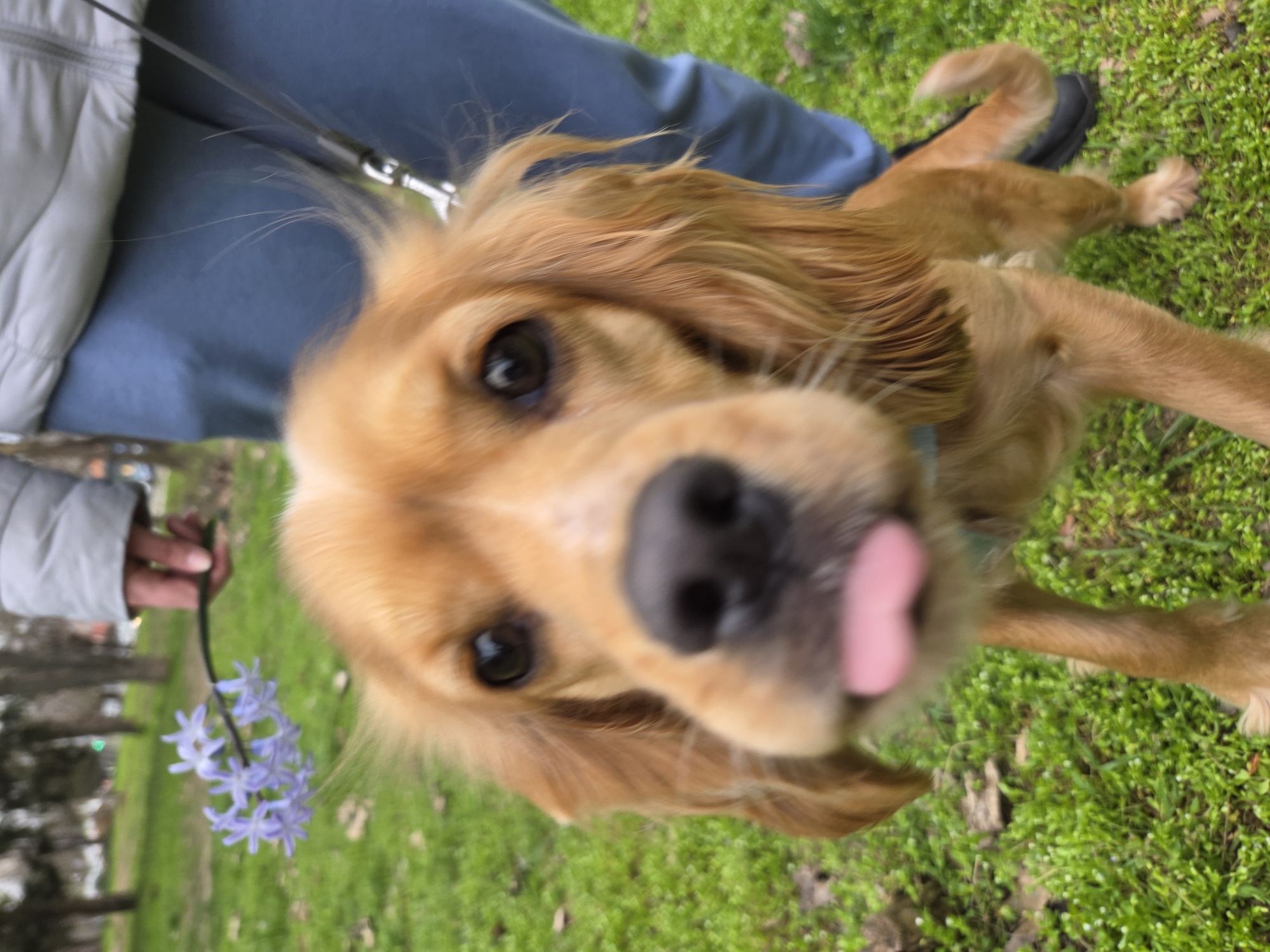 A golden cocker spaniel dog is prominently featured in the foreground, sticking its tongue out towards the camera. The dog is on a leash, held by a person whose lower body and arm are visible. The person is wearing blue pants and a grey jacket. The person is holding a small bunch of blue flowers in their hand. The background consists of green grass and some trees, indicating an outdoor park setting.