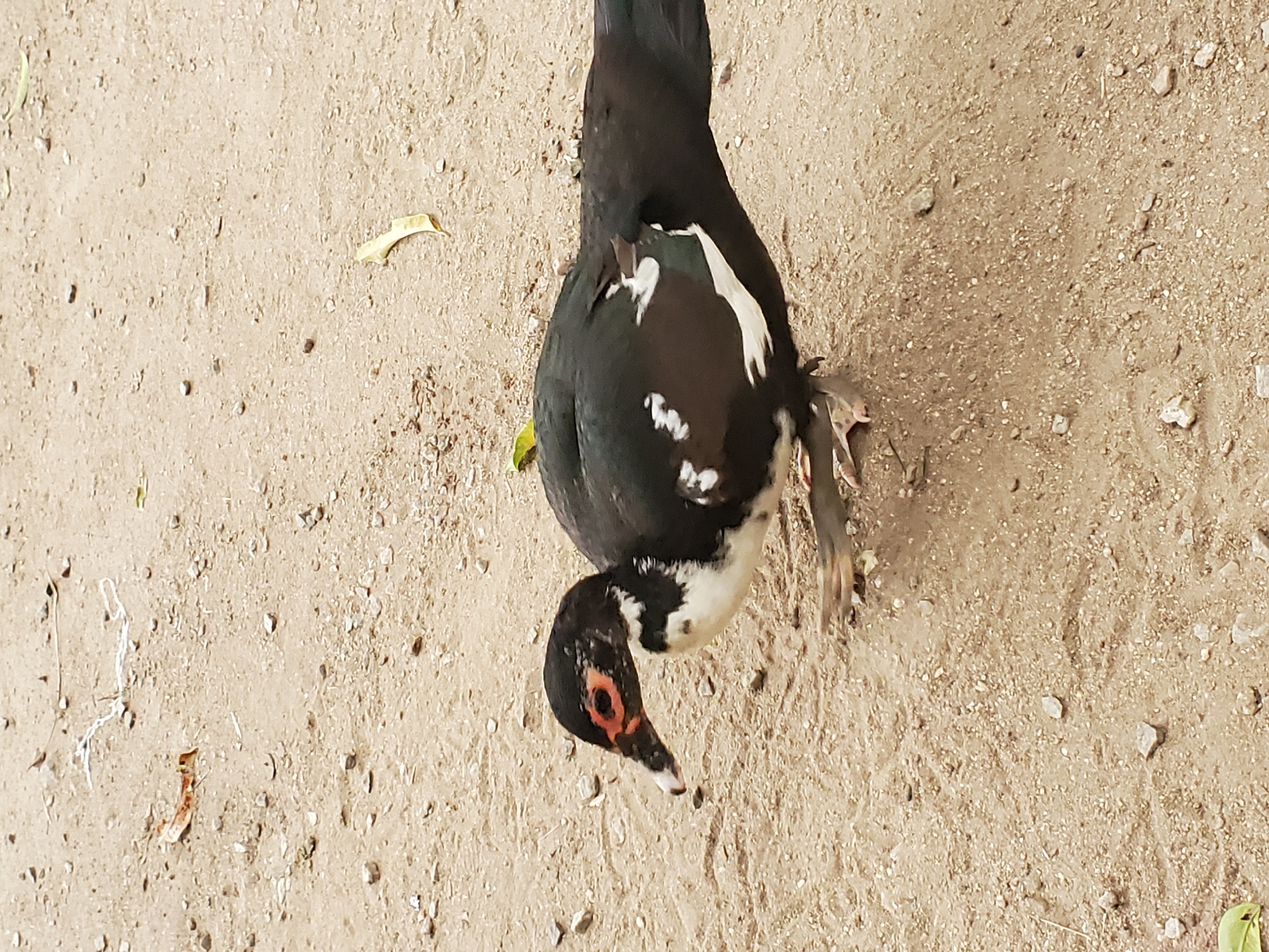 The image provides an overhead view of a Muscovy duck situated on dry, gravelly ground in Mararaba, Nigeria. The duck displays a striking plumage of mostly black feathers, contrasted by prominent white patches on its chest, wings, and part of its head. Its head is angled towards the lower section of the frame, showcasing a dark beak and distinct reddish skin around its eye.
The ground beneath the duck is light brown and earthy, characterized by numerous small pebbles and stones of varying sizes. Scattered across this textured surface are a few dried, light-colored leaves. The scene depicts an outdoor environment, with clear and even lighting suggesting it is daytime. The dry appearance of the ground implies warm or arid conditions.
The duck appears to be stationary, either resting comfortably or engaged in a slow foraging activity. No other subjects, such as people or animals, are visible in the frame, and there is no discernible text. The image captures a serene moment of wildlife in its natural, unadorned surroundings.