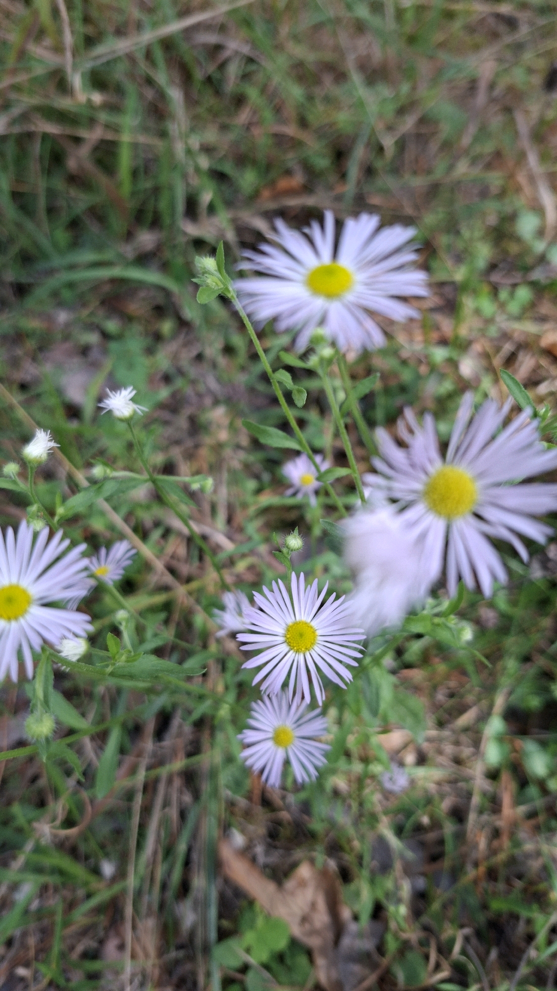 The image shows a close-up of several white asters with yellow centers blooming in a grassy area. The flowers are of varying sizes and some are in focus while others are blurred. The background consists of green grass and some dry leaves. The location is identified as Winkelhaid, Germany. There are no people or animals present in the image. The scene is natural and appears to be outdoors.
