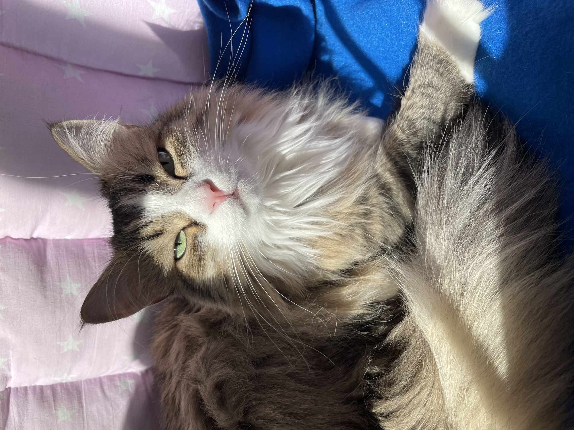 A fluffy, long-haired cat is captured in a close-up, top-down view, lying comfortably on soft bedding. The cat, with prominent white fur on its chest and face, features striking bright green eyes and a small pink nose. Its fur displays a mix of white, grey, brown, and tabby patterns, particularly on its body and around its ears. Long, white whiskers extend outwards from its face.
The cat is positioned diagonally, resting on a light pink quilted surface adorned with white stars on the left, and a vibrant blue fleece fabric on the right. Strong natural sunlight illuminates the scene from the upper left, casting bright highlights on the cat's fur and the textures of the blankets, creating clear shadows. The cat's gaze is directed towards the viewer, giving it an alert yet relaxed expression. One white paw is visible tucked into the blue fabric on the upper right. The overall impression is one of warmth and comfort, likely indoors during a sunny part of the day. There is no visible text.