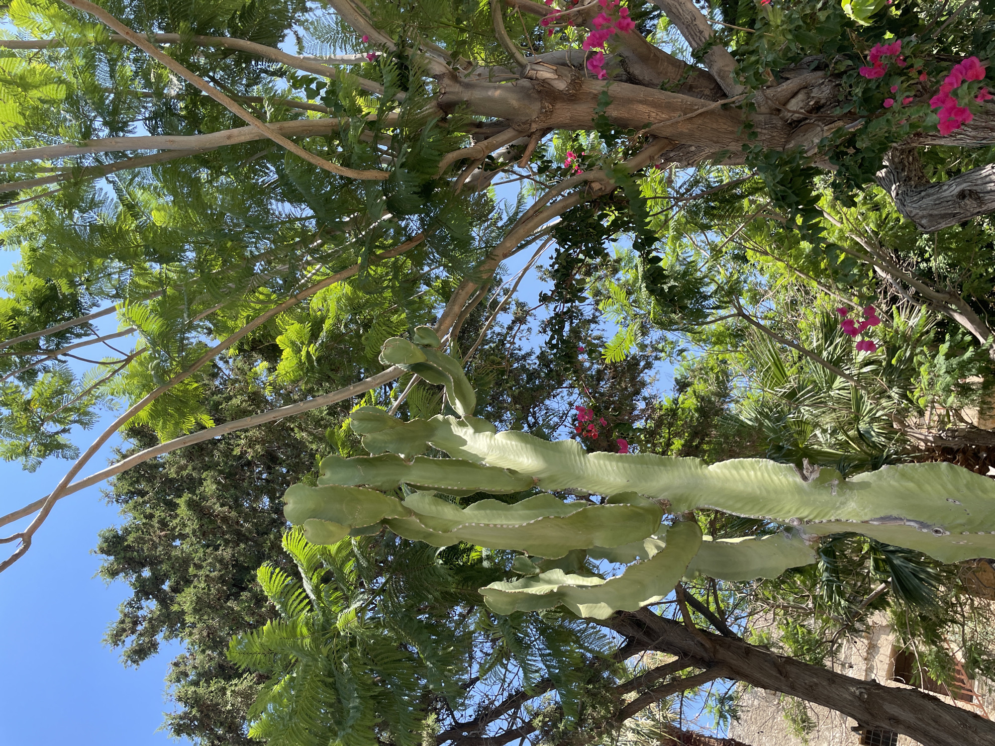 The image depicts an outdoor scene with lush greenery under a clear blue sky. In the foreground, a tall, ribbed, green cactus with wavy edges stands prominently. Behind it, a large tree with a thick, textured trunk branches out, adorned with vibrant pink bougainvillea flowers. To the left, another tree with darker bark and green foliage is visible. The background is filled with more trees and foliage, suggesting a garden or park setting. The overall impression is one of a sunny, Mediterranean landscape. The location is identified as Kyrenia, Northern Cyprus / Cyprus. There are no people or animals visible in the image. The scene is static and composed of natural elements.