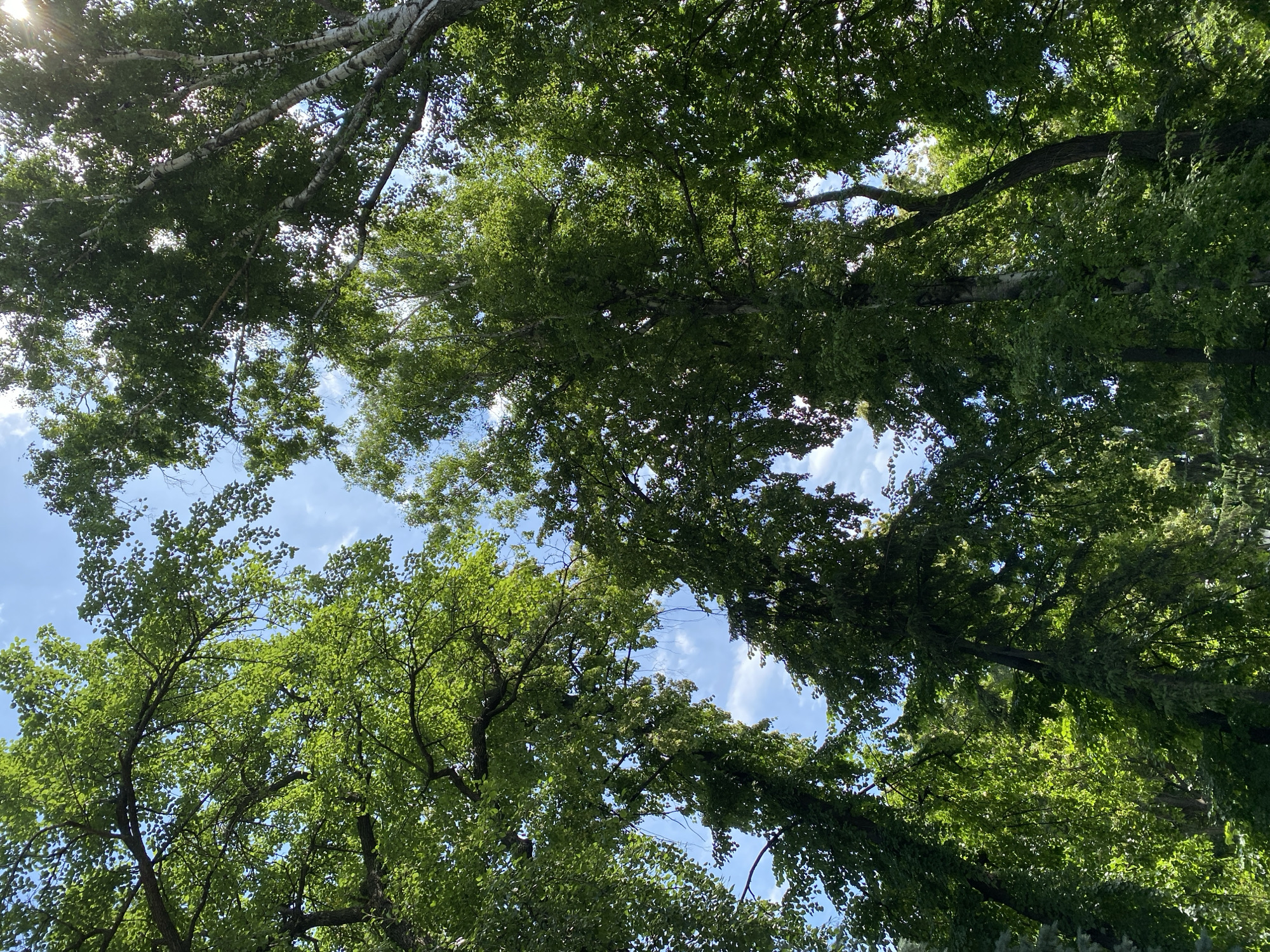 The image shows an upward view through the dense green foliage of a canopy of trees, with patches of blue sky and white clouds visible between the leaves and branches. The sunlight filters through the leaves, creating bright spots and shadows. The trees appear to be mature, with thick trunks and extensive branches. Some of the trees have smooth, light-colored bark, suggesting they might be birch trees, while others have darker, rougher bark. The overall impression is one of a lush, natural setting, likely a park or a densely wooded area within a city. There are no people or visible structures in the frame. The scene is captured on a bright, clear day.