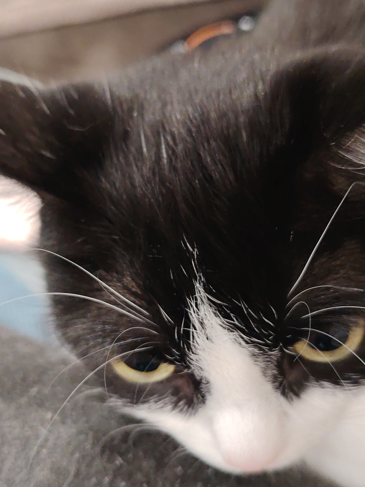 A close-up image shows the head of a black and white cat. The cat's eyes are yellow with black pupils. The cat's fur is primarily black on the head, with a white patch around the nose and between the eyes. White whiskers extend from the sides of the nose. The background is out of focus. The location is unknown.
