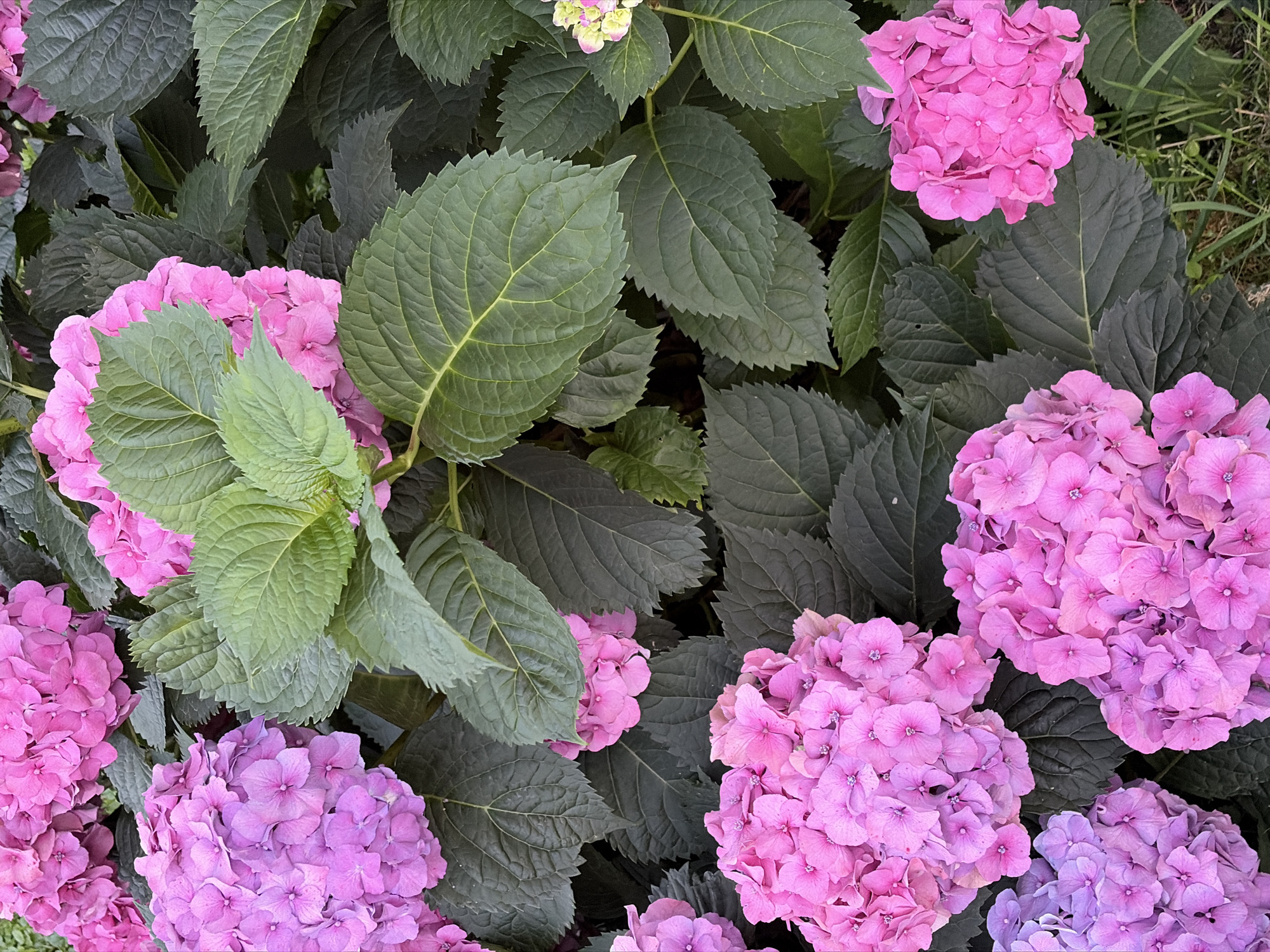 An overhead close-up shot shows a dense grouping of pink and purple hydrangeas with dark green leaves. The flowers are in full bloom, with rounded clusters of small petals. The leaves are large and serrated, some with visible veins. The hydrangeas are growing in what appears to be a garden bed, with a patch of green grass visible at the bottom right of the frame. The image does not contain any people or objects that would indicate a specific location within the city of Khimki, Russia.