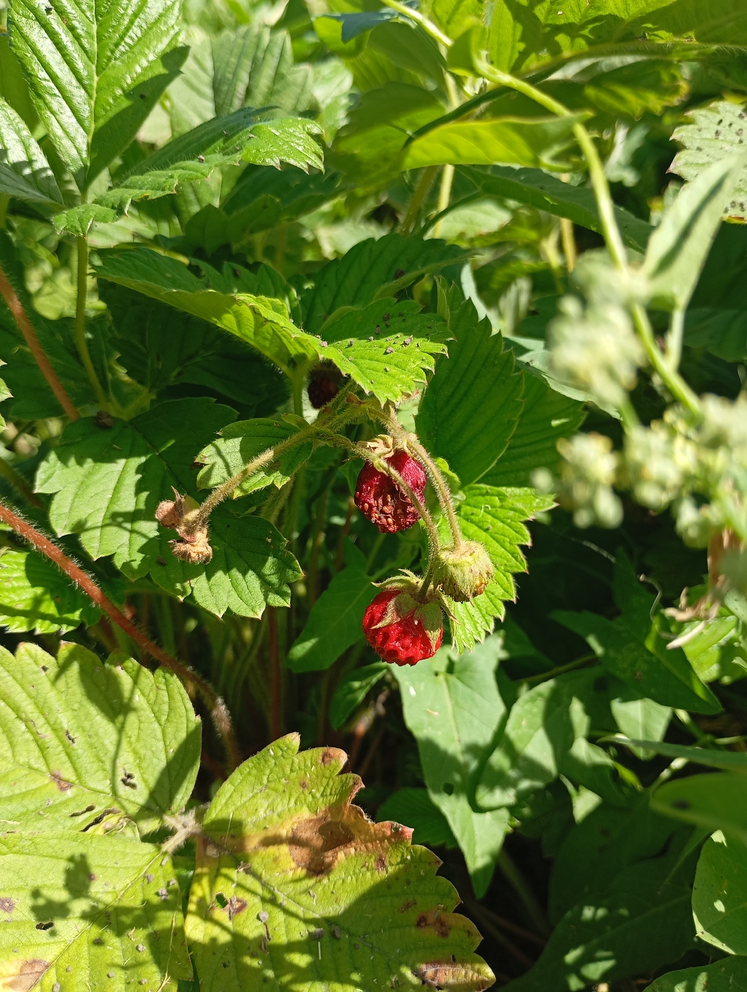 A close-up, slightly low-angle shot captures a wild strawberry plant under bright sunlight in an outdoor environment, possibly a garden or a natural area in or around the village of Lnikha, Russia. The focal point is on several ripe red strawberries and unripe green ones, alongside lush green leaves with some signs of browning and damage. The plant's stems are visible, covered in fine hairs. The background is a blur of more greenery, suggesting dense foliage. The lighting creates distinct shadows on the leaves, indicating a sunny day. No people or animals are present.