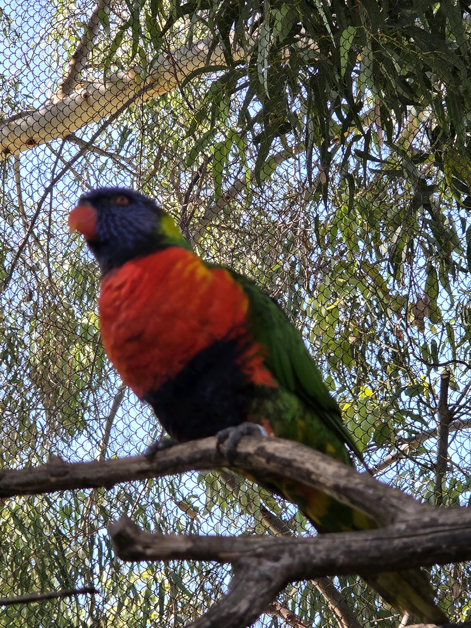 A lorikeet parrot is perched on a tree branch. The bird has a brightly colored plumage, with a blue head, red chest, and green wings. It is looking to the left, with its beak slightly open. The background consists of a wire fence, green leaves, and a blue sky. The scene appears to be in an outdoor aviary or zoo. The image was taken in Long Beach, California, USA.