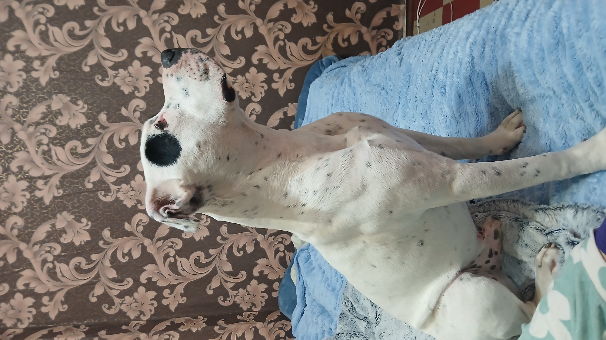 A medium shot depicts a white dog with black spots lying on its back on a light blue blanket. The dog's head, with a large black spot on its left side, is near a brown floral patterned wall. Its legs are outstretched, and it appears to be relaxed.