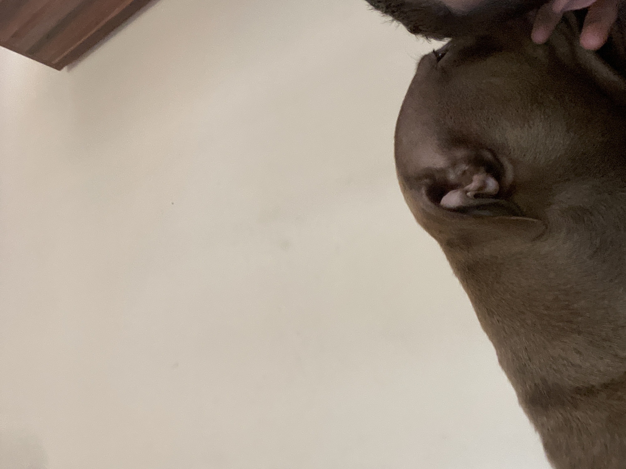 The image shows a close-up view of a brown dog with its head resting near a person's face. The dog's ear is visible, as is a portion of the person's cheek and beard. The background is a plain, light-colored wall, with a small section of dark wood furniture visible in the upper right corner. The scene appears to be indoors.
