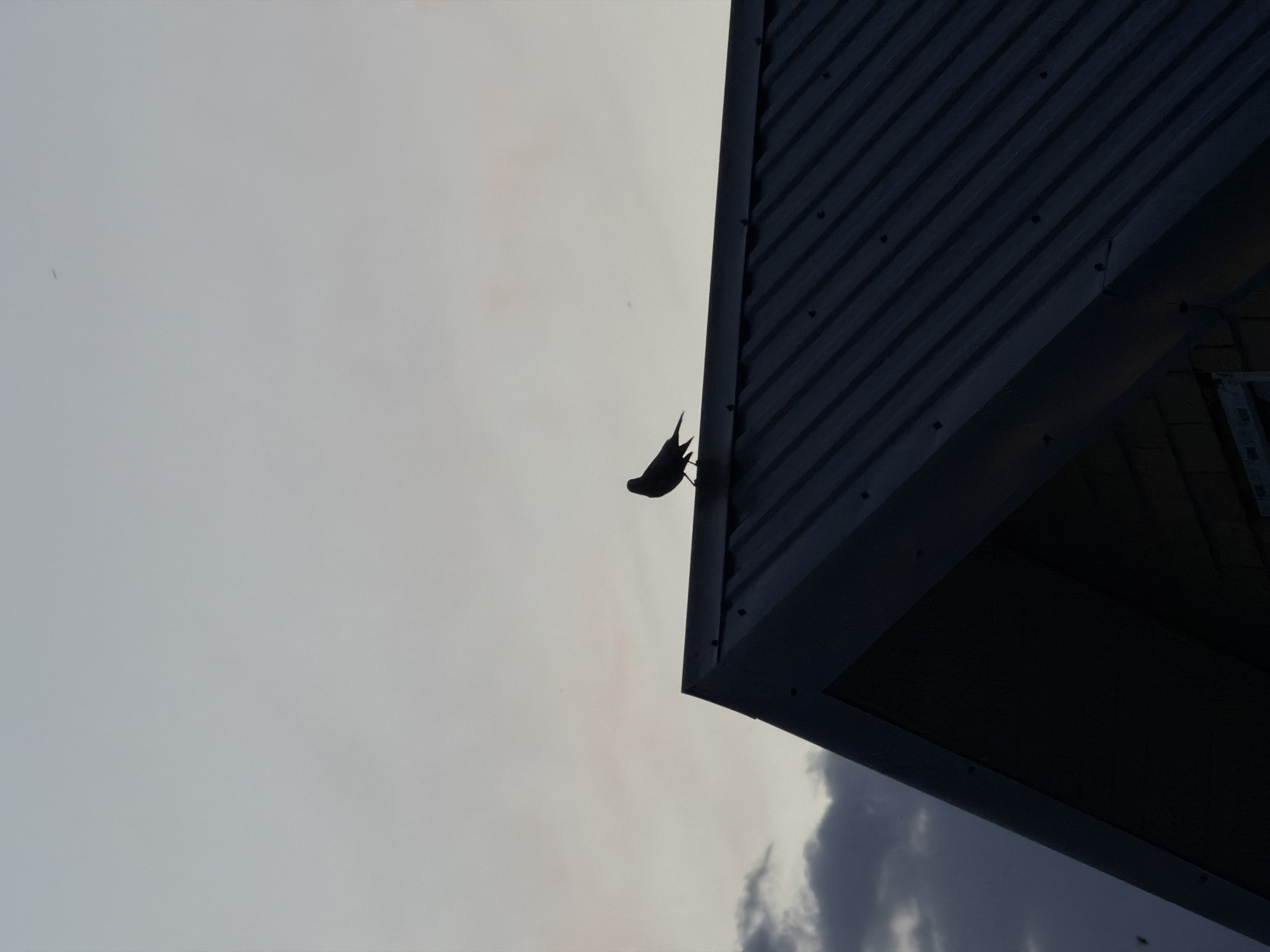 The image shows a low-angle view of a building's edge against a cloudy sky. The building has corrugated metal siding and a dark trim. A small bird is perched on the corner of the roof. The location is Chaikovsky, Russia.