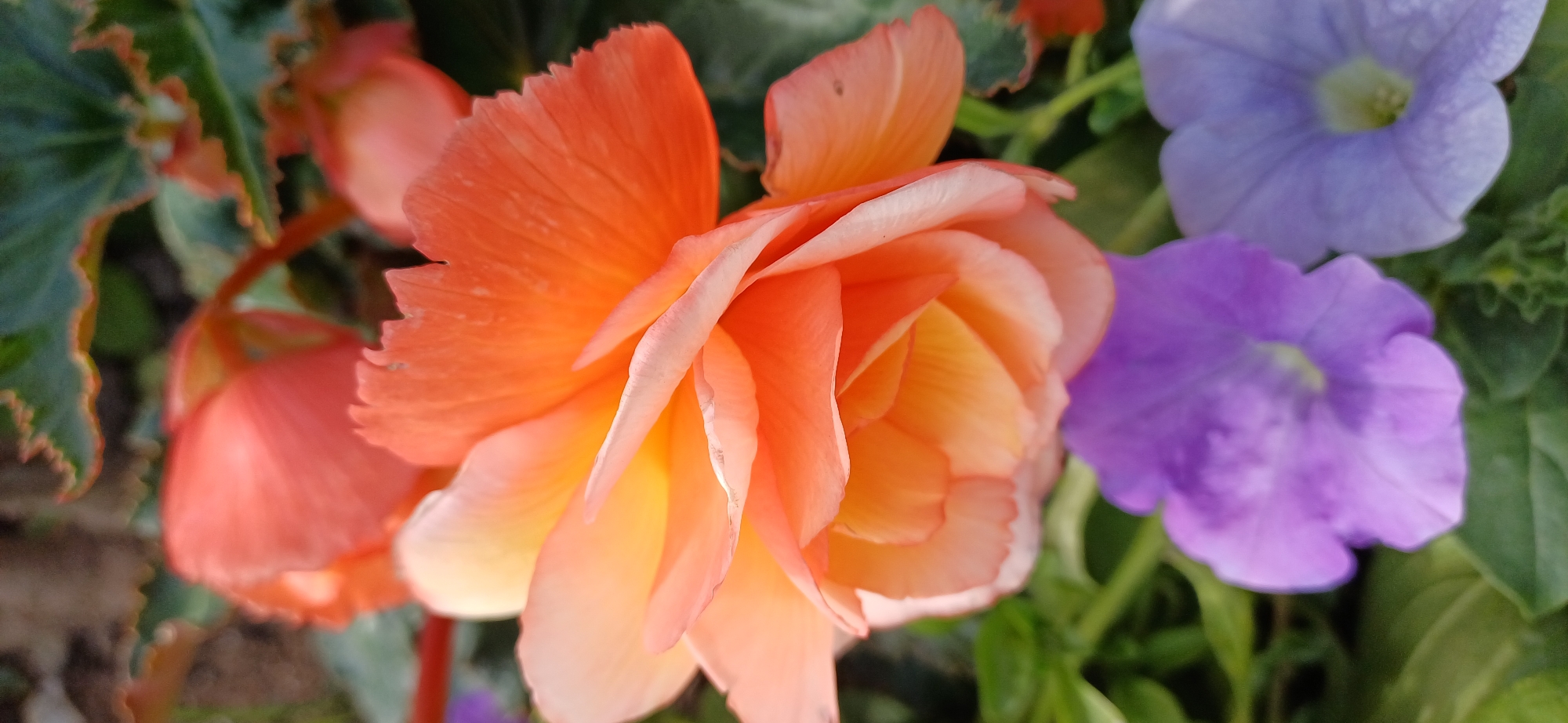 The image presents a close-up, top-down view of a prominent, fully bloomed double-flowered begonia, centrally positioned and in sharp focus. Its numerous ruffled petals display a gradient of color, transitioning from a vibrant orange on the outer layers to lighter orange and yellow hues towards the tightly packed center. Some outer petals exhibit minor natural imperfections along their edges.
Beneath the primary begonia, in the lower portion of the frame, two smaller, trumpet-shaped flowers are visible, significantly out of focus. The flower on the left is a richer purple, while the one on the right appears to be a lighter, more muted lavender. The scene is rich with green foliage, including leaves with distinctive reddish-brown, scalloped edges, likely belonging to the begonia, visible in the upper right. Other vibrant green leaves and stems are present in the lower left and form a blurred background.
The lighting is soft and natural, suggesting an outdoor garden setting or a well-lit indoor conservatory. No people, discernible actions, or man-made objects are visible within the frame. The scene is static. The depicted location is specified as being in the city of Saint Petersburg, Russia; however, no specific geographical markers or landmarks are present in the image to corroborate this detail.