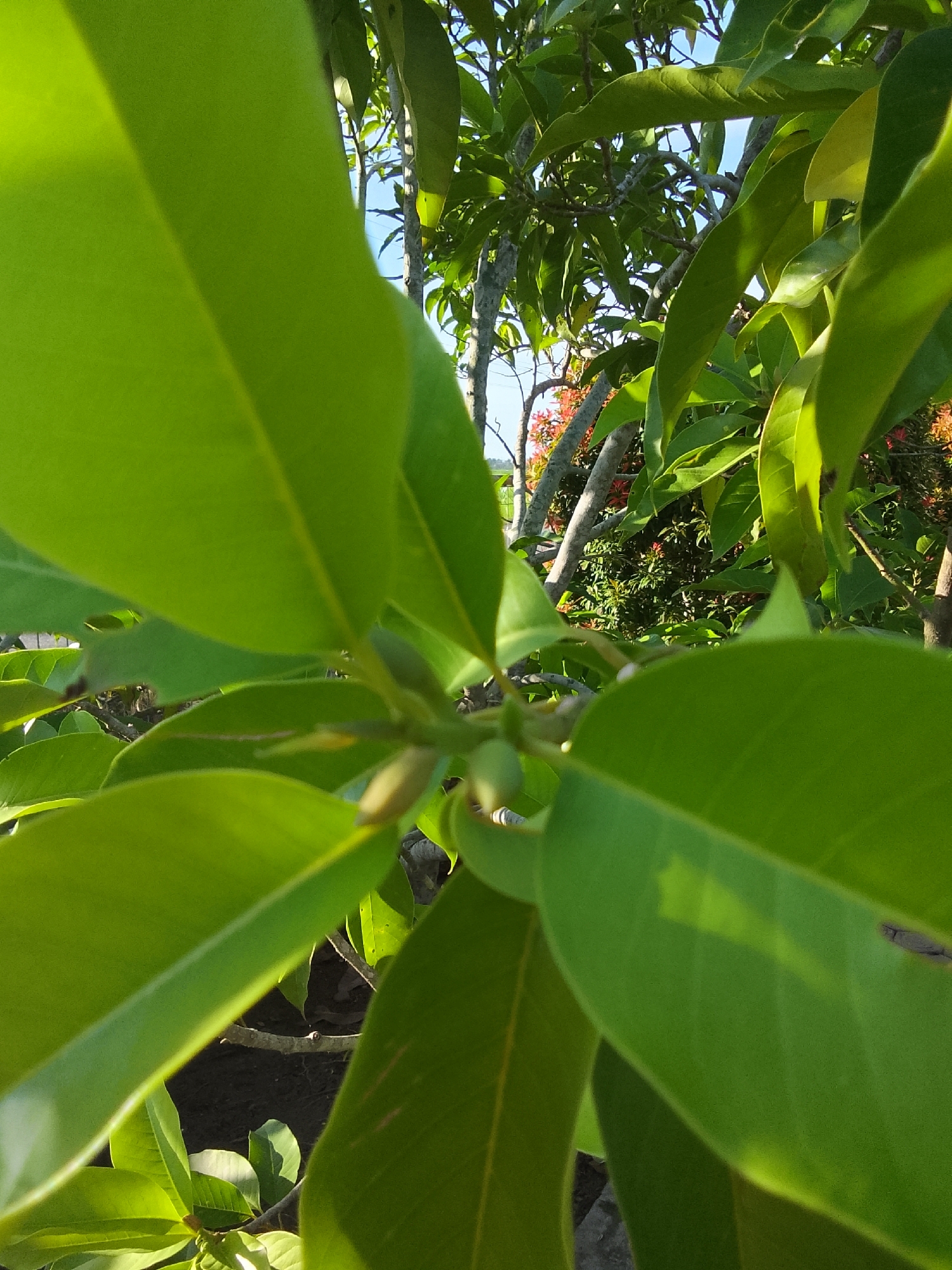 A close-up, low-angle shot captures the vibrant green leaves of a tree in Blangcut, Indonesia. The sunlight highlights the veins and texture of the leaves, with some appearing slightly out of focus due to the shallow depth of field. In the background, glimpses of tree branches and foliage, along with a hint of red flowers, suggest an outdoor natural setting. The overall impression is one of lush vegetation illuminated by bright daylight.
