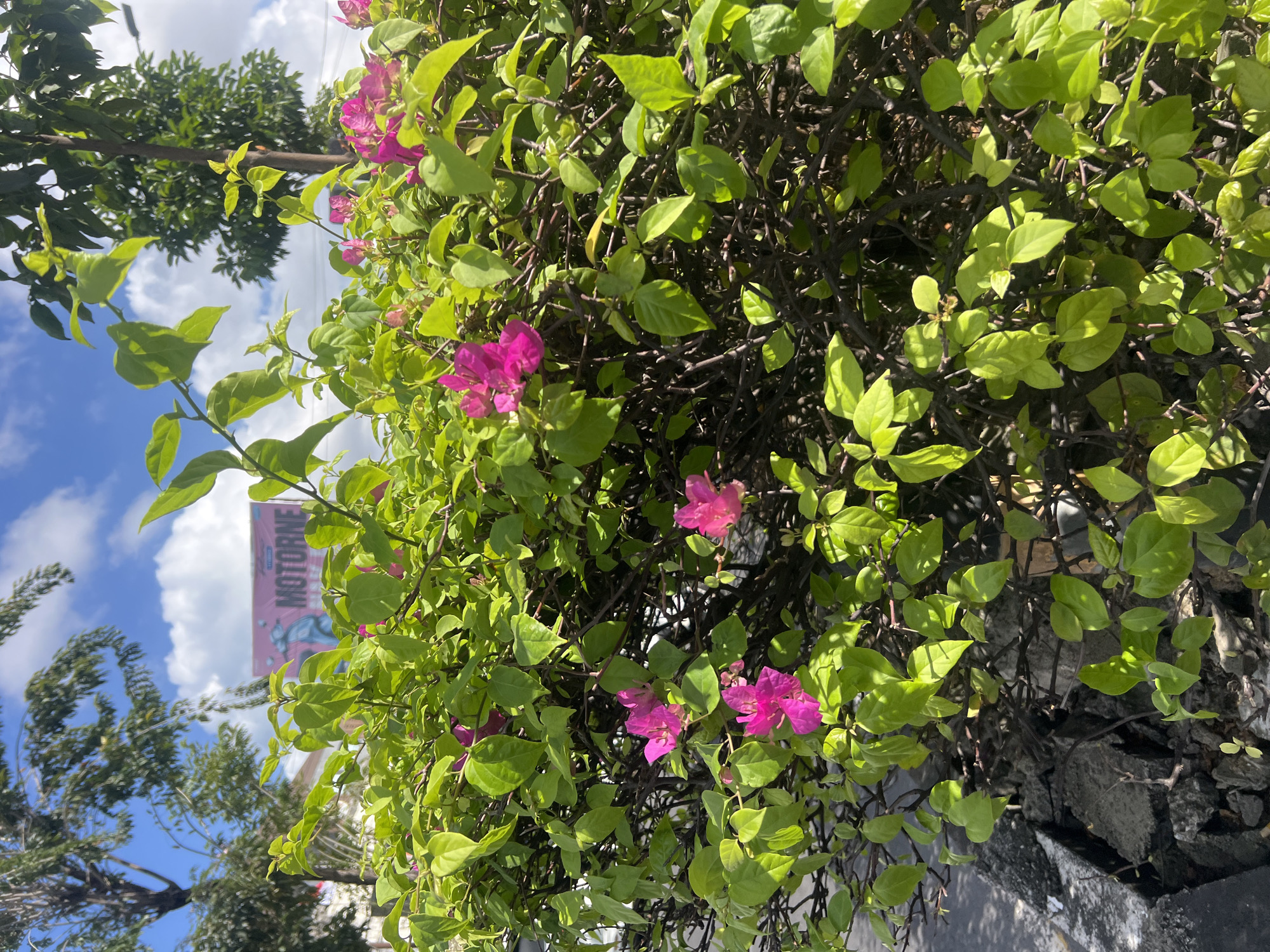 An eye-level, medium shot captures a vibrant bougainvillea bush in bloom with bright pink flowers and lush green leaves. The bush is positioned in front of a concrete barrier and a cracked asphalt surface, suggesting an urban or roadside setting. In the background, a large pink banner with "MOTORNE" and an image of a person on a scooter is visible, possibly advertising an event or establishment. Trees and a blue sky with scattered white clouds complete the scene, hinting at a sunny day in Kuta, Indonesia.