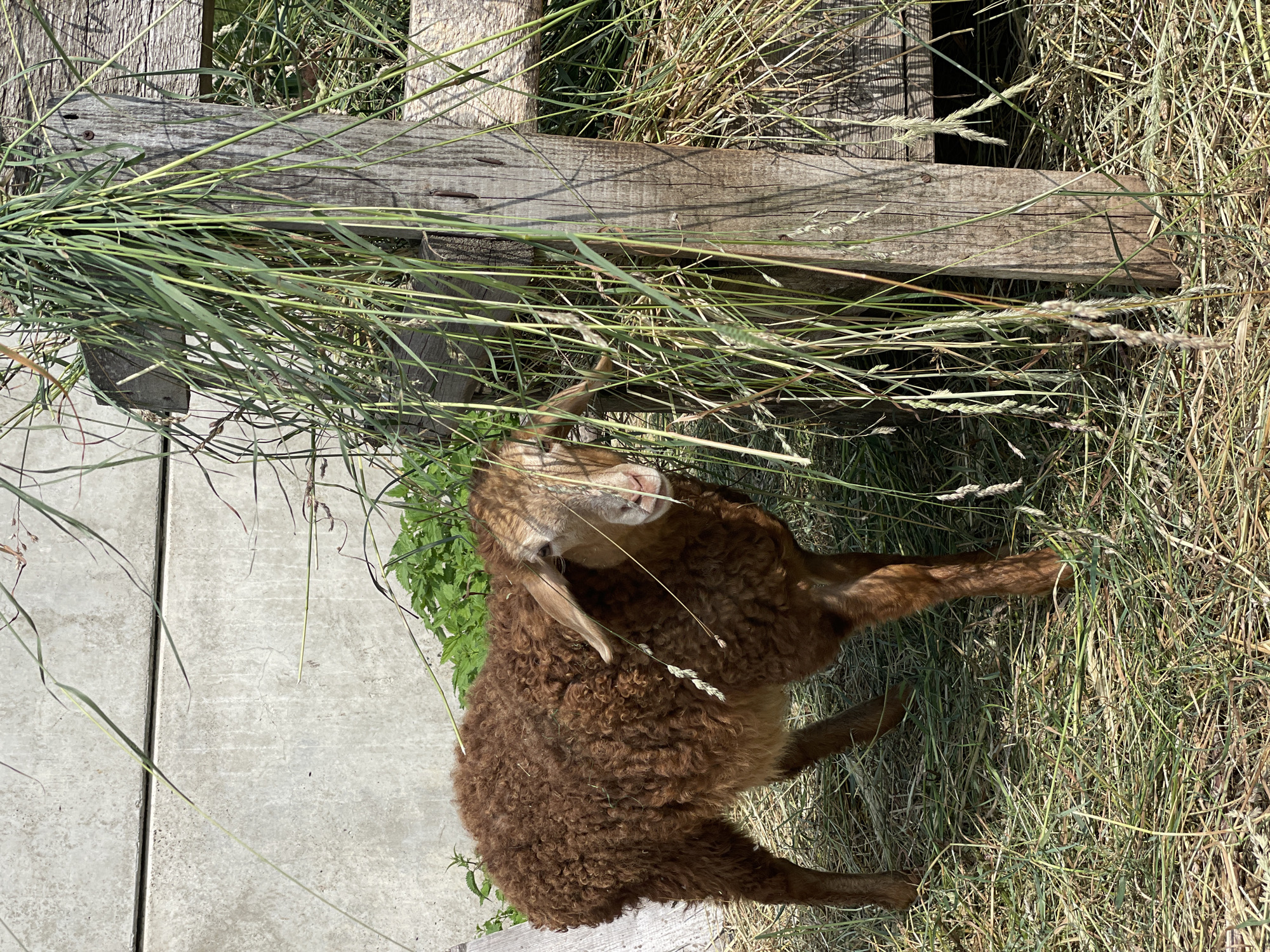 A young, fluffy brown lamb is nestled in a patch of dry grass, partially obscured by tall green blades of grass. The lamb is positioned on its side with its head turned upwards, appearing to nibble at the vegetation. Its curly brown fleece is clearly visible. In the background, a weathered wooden structure, possibly a fence or part of a pen, runs horizontally across the frame. The scene is lit by bright sunlight, suggesting a sunny day. The ground consists of dry grass and some concrete visible in the lower left corner. The overall impression is one of a rural, outdoor setting, possibly a farm or pasture in the Сям-Можга, Russia area. The lamb appears calm and content, engaged in foraging. There is no visible text in the image.