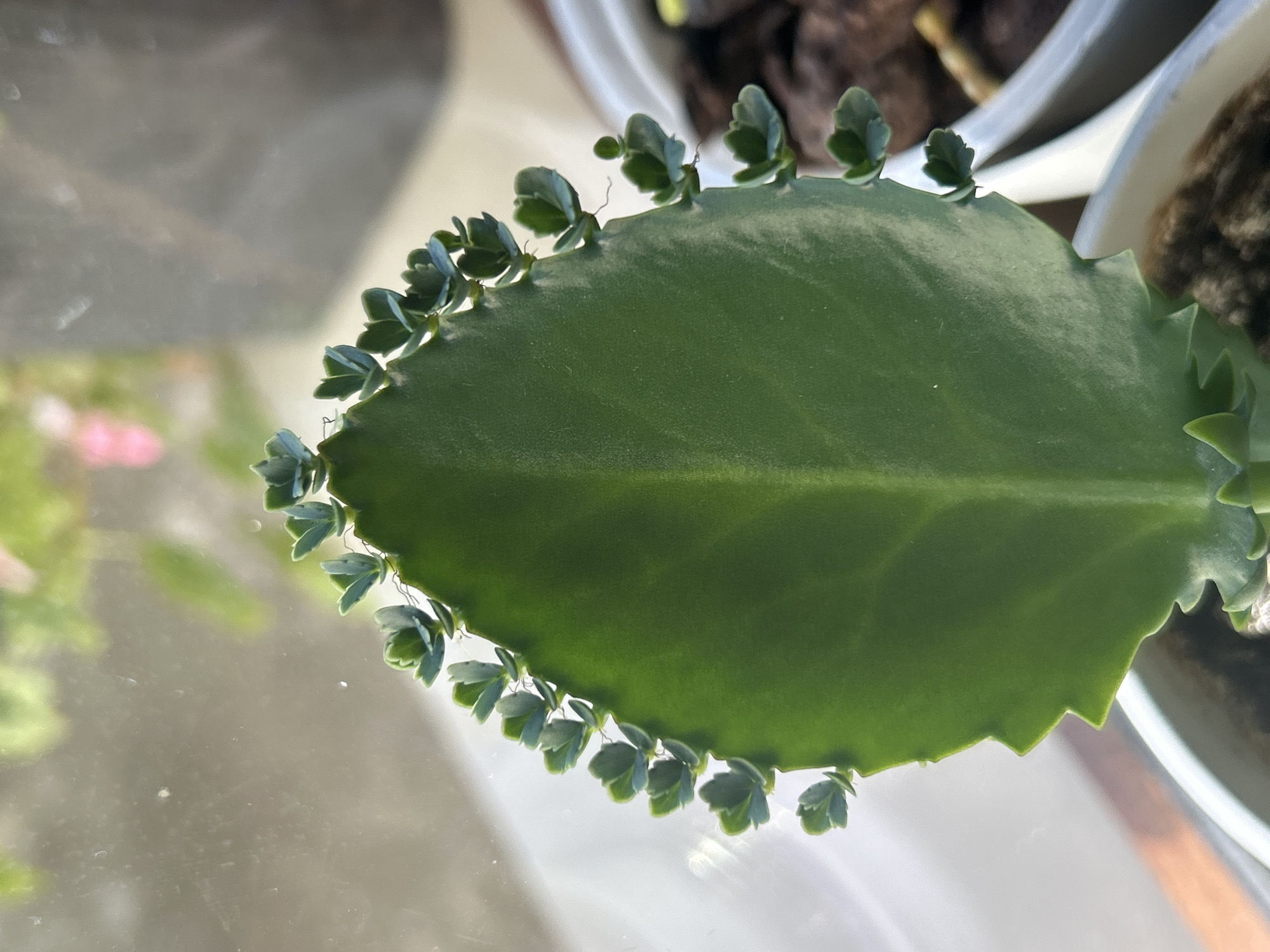 The image shows a close-up view of a succulent plant, likely a Kalanchoe daigremontiana (Mother of Thousands), with numerous small plantlets growing along the edges of its large, green leaf. The plant is positioned in a white pot, filled with dark soil and some mulch. The background is blurred, suggesting an indoor setting near a window, with soft light illuminating the plant. In the far background, out-of-focus, are hints of other plants and possibly outdoor scenery. The location is Krumovo, Bulgaria.