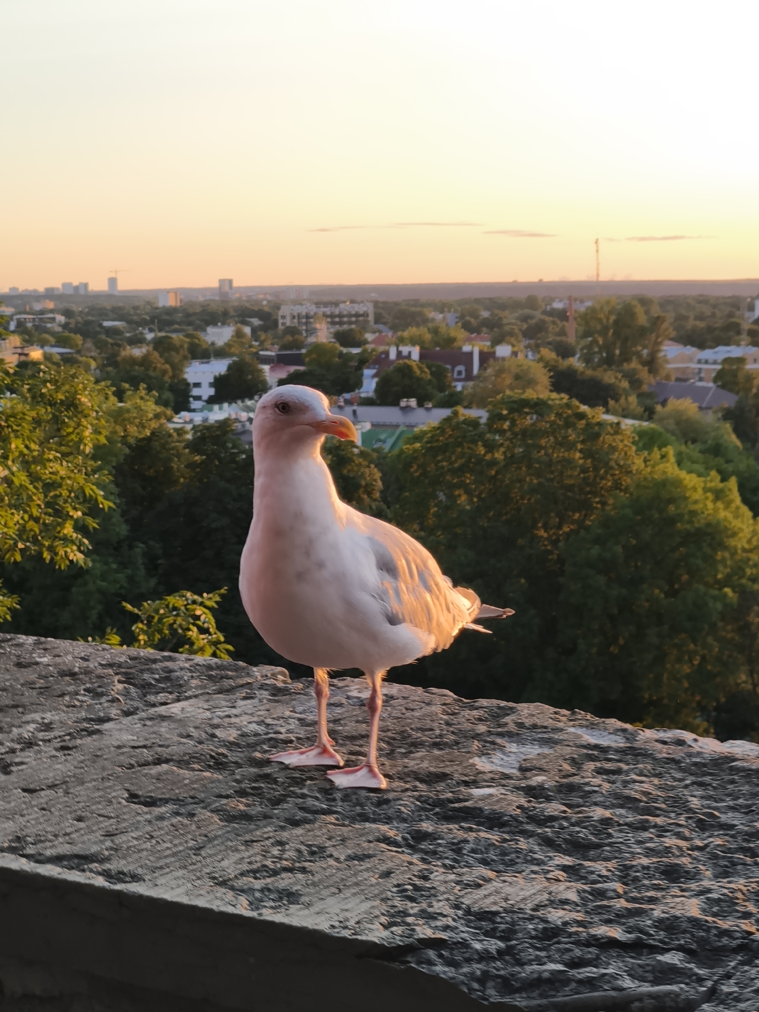 A white and grey seagull stands on a stone ledge overlooking a cityscape at sunset. The seagull is facing left with its head turned towards the viewer. The sky is a gradient of pale yellow and orange. In the background, there is a dense arrangement of green trees, buildings with red roofs, and taller modern buildings in the distance. The stone ledge in the foreground is textured and uneven. The lighting suggests it is late afternoon or early evening. The scene appears to be from an elevated vantage point within the city of Tallinn, Estonia, possibly from Toompea Hill, given the view of the historic Old Town mixed with modern structures and the Baltic Sea coastline.