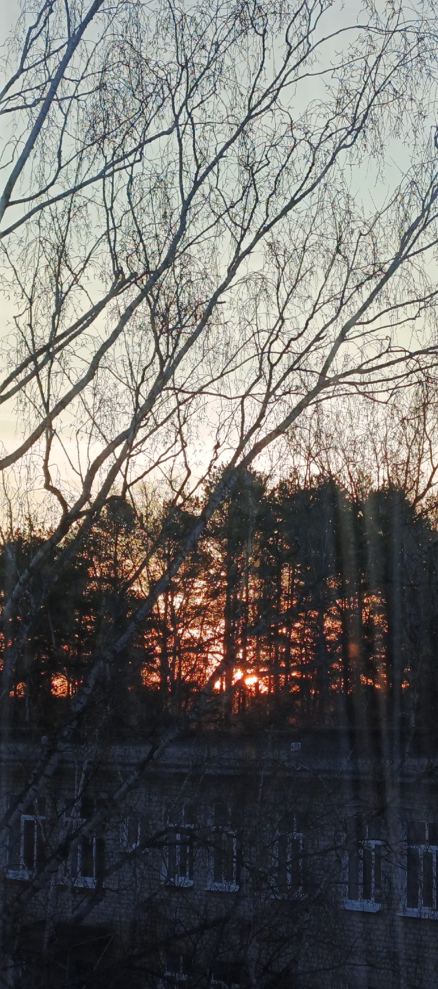 This image captures an atmospheric sunset viewed through a network of bare tree branches, likely from a window in Chaikovsky, Russia. The scene is layered, starting with prominent, intricate branches of deciduous trees in the immediate foreground, silhouetted against the sky. These leafless branches suggest a late autumn, winter, or early spring setting.
Behind the foreground trees, a dense line of coniferous trees, such as pines or spruces, forms a dark silhouette. Through and above these midground trees, the setting sun creates a striking display of orange and red light, with bright rays and glows visible between the foliage. The sky transitions from warm hues near the horizon to a pale, cool blue further up.
At the bottom of the frame, a section of a multi-story brick building is visible, appearing dark and somewhat obscured by the foreground branches and what might be reflections on the window pane. Several rectangular windows with light-colored frames are distinguishable on the building's facade. The image conveys a calm, natural beauty as daylight fades. No specific activities or visible text are present.