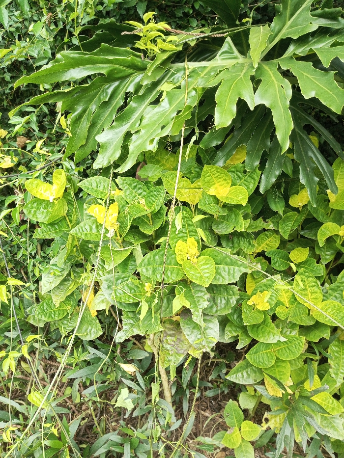 The image captures a dense and vibrant outdoor scene dominated by intertwined green foliage. Prominently featured are large, glossy, deeply lobed leaves in the upper and middle sections, characteristic of a Philodendron species. Below and around these, numerous smaller, ovate to heart-shaped leaves form a thick carpet, displaying a range of medium green to yellowish-green hues. Some of these smaller leaves show distinct yellowing, possibly new growth or environmental effects. Slender, wiry vines with delicate tendrils are visible vertically across the frame, indicating the presence of climbing plants. The background and lower foreground are also filled with various other green plant matter, creating a rich, layered environment. The lighting is bright and even, suggesting it is daytime, possibly under an overcast sky, illuminating the lush vegetation without harsh shadows. No people, animals, or discernible text are present. The scene depicts natural plant growth, characteristic of a tropical or subtropical climate, consistent with the location context of Orehat, India, showcasing the abundance and intertwining nature of different plant species.