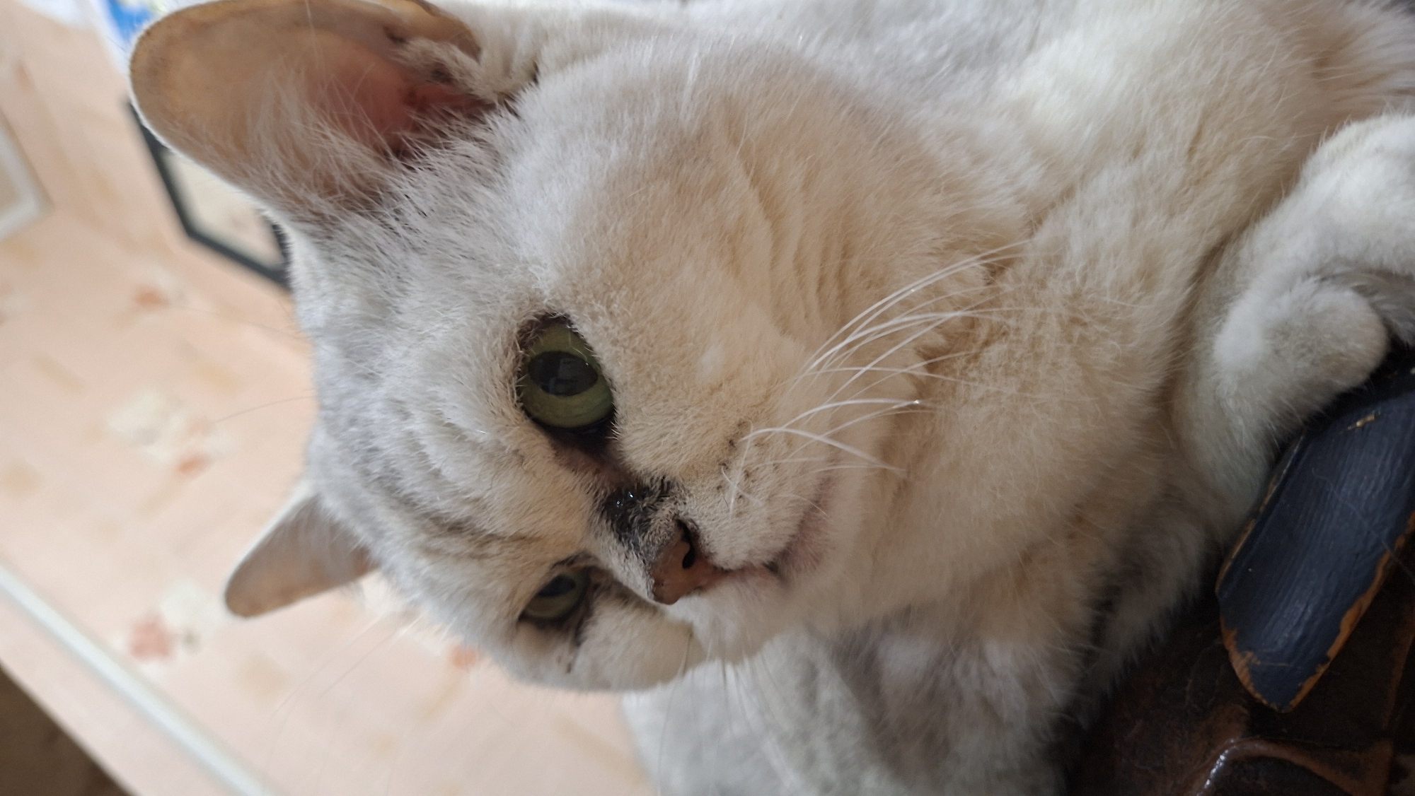 This is a close-up, eye-level, indoor portrait of a light-colored cat with green eyes and dark markings around its nose and eyes. The cat is looking to the left of the frame, with its head slightly tilted. Its fur is soft and appears to be short. The background is out of focus and appears to be a wall with a patterned wallpaper in soft pink and beige tones, and a framed picture on the wall. The cat is resting on a dark, textured surface, possibly leather. The image is captured with a shallow depth of field, blurring the background and focusing attention on the cat's face. There is no information in the image to indicate the city of Myadzyel, Belarus.