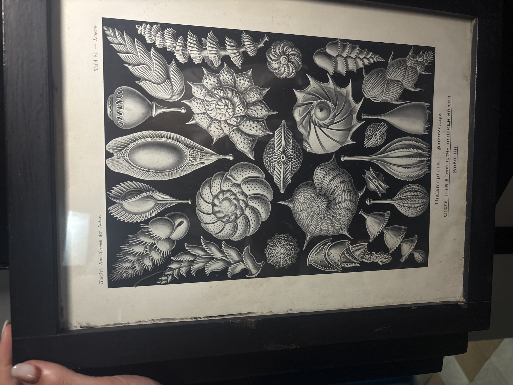 This is a framed, botanical-style illustration titled "Thalamophora" from "Kunstformen der Natur" by Haeckel. The print features various detailed, black and white renderings of microscopic marine organisms, potentially radiolarians or diatoms. In the bottom left corner, it reads "Haeckel, Kunstformen der Natur" and in the top left corner, "Tafel 81 - Lagena." The print also includes text in Bulgarian, translated to "Skeletons of single-celled floating marine animals." It's unclear if the location is Varna, Bulgaria; there is no information to specify the location in the city. The picture is cropped on one side, revealing a person's fingers holding the frame.