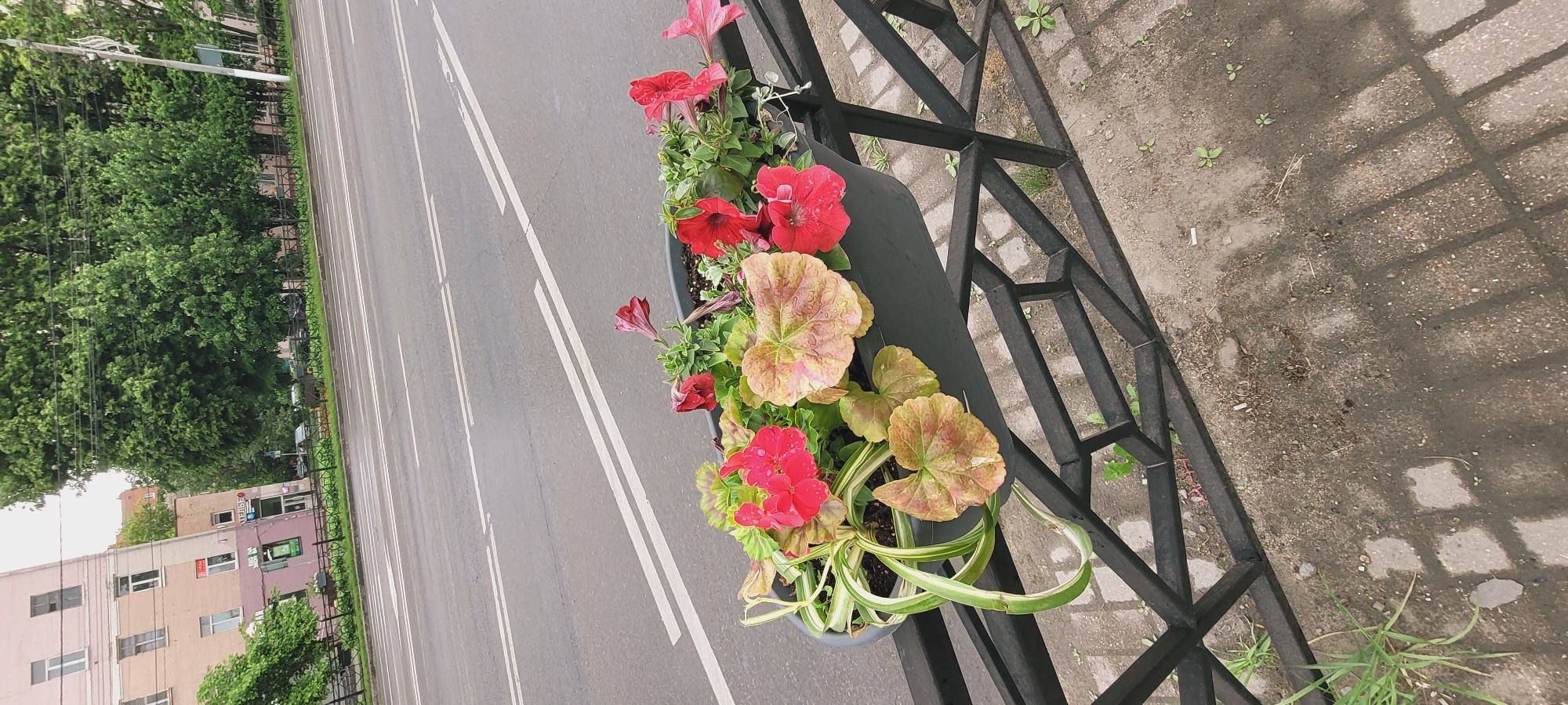 The image shows a flower box attached to a black metal fence, positioned along a road. The box contains a mix of flowering plants with pink and red blossoms, along with various green foliage, including some with variegated leaves. The road is paved with double white lines marking the lanes. Across the road, green trees and a building are visible, with the building appearing to be multiple stories and a pale color. The ground next to the fence is a concrete surface with some small plants or weeds growing through the cracks. The overall environment seems to be an urban or suburban area with greenery integrated along the roadside.