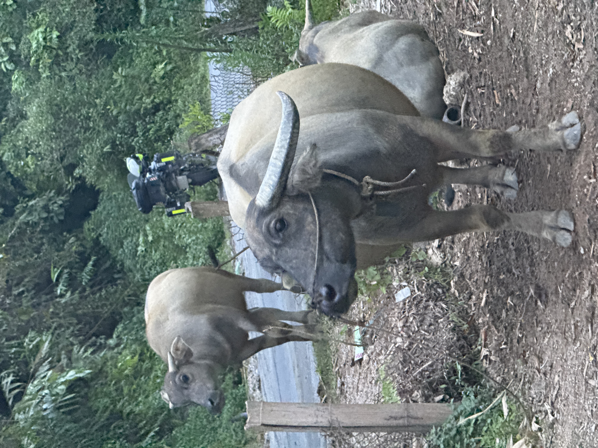 The image, set in Nậm Dịch Commune, Vietnam, depicts a rural roadside scene featuring several water buffaloes and a parked motorcycle. In the foreground, a large, dark grey water buffalo stands prominently, facing towards the viewer. It has distinct, curved horns and a rope tied around its snout and head. To its left, a smaller, lighter brown water buffalo is visible, also standing on the dirt path. A third, larger buffalo is partially seen in the mid-ground on the right.
The immediate ground is unpaved dirt, scattered with dry foliage and debris. In the background to the left, a motorcycle equipped with saddlebags or luggage is parked, situated near the edge of what appears to be a narrow, paved road. Lush green trees and dense foliage create a verdant backdrop, suggesting a natural or agricultural environment. The lighting is soft and even, indicating daytime, possibly under an overcast sky or during the late afternoon. There are no people visible in the photograph. The buffaloes appear calm, likely grazing or resting by the path. A small, crumpled piece of paper with the numbers "66" is faintly visible on the ground near the main buffalo's feet.