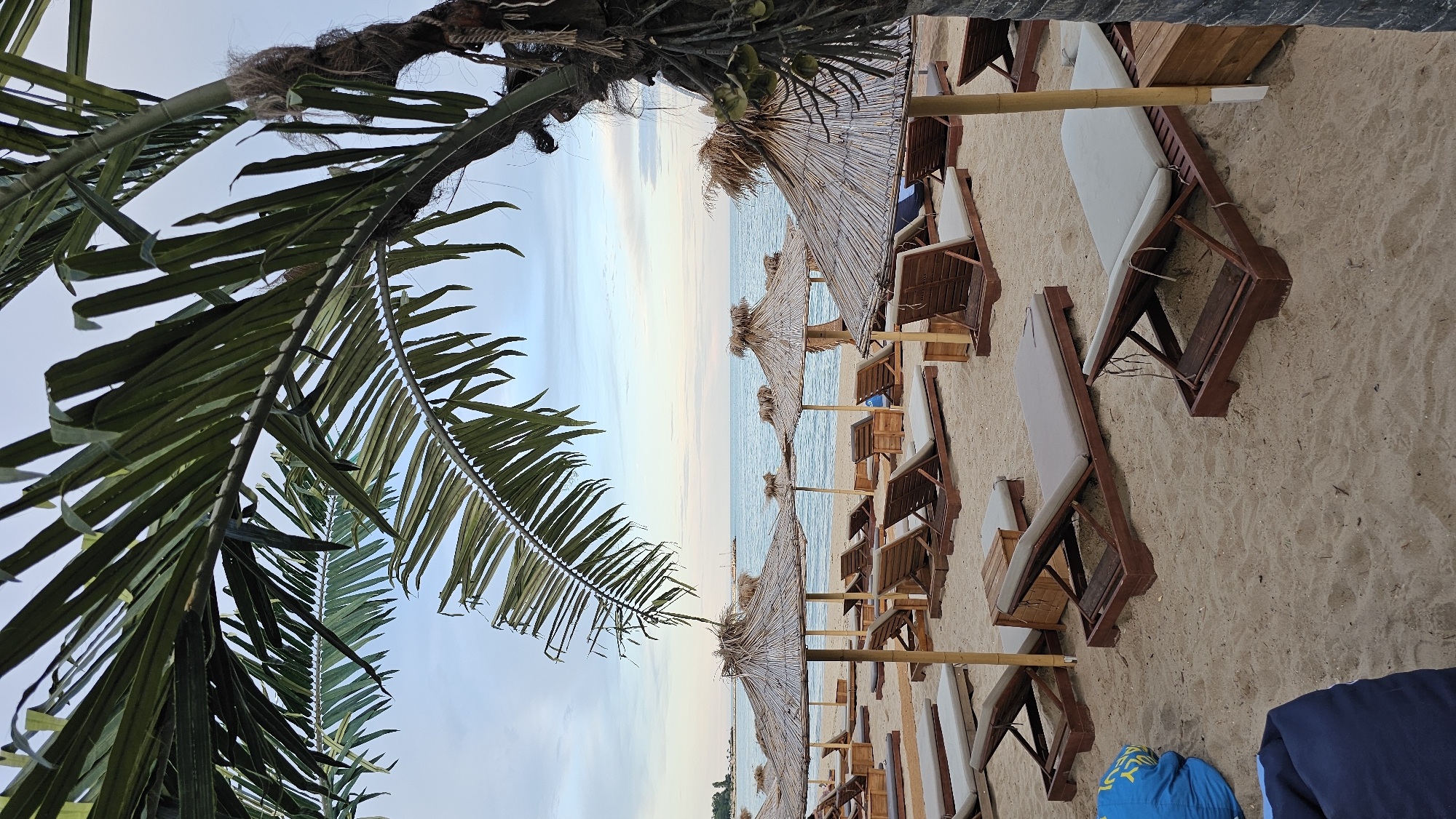 The image depicts a serene beach scene with rows of empty lounge chairs and thatched umbrellas set up on a sandy shore. A lush palm tree with large fronds dominates the foreground, its leaves casting shadows and framing the view of the tranquil sea and sky beyond. The water appears calm, with gentle waves lapping the shore. The sky is a soft gradient of pale blue and white, suggesting either early morning or late afternoon light. The lounge chairs are made of dark wood with light-colored cushions, neatly arranged in parallel lines facing the sea. The thatched umbrellas, also a light straw color, provide shade over some of the chairs. The overall atmosphere is one of peaceful relaxation and natural beauty. The location is Varna, Bulgaria, which is known for its coastal resorts and beaches. No people are visible in the image, and there is no visible text. The time of day appears to be during the golden hours, contributing to the calm and serene mood of the scene. The weather seems pleasant and conducive to a beach outing.