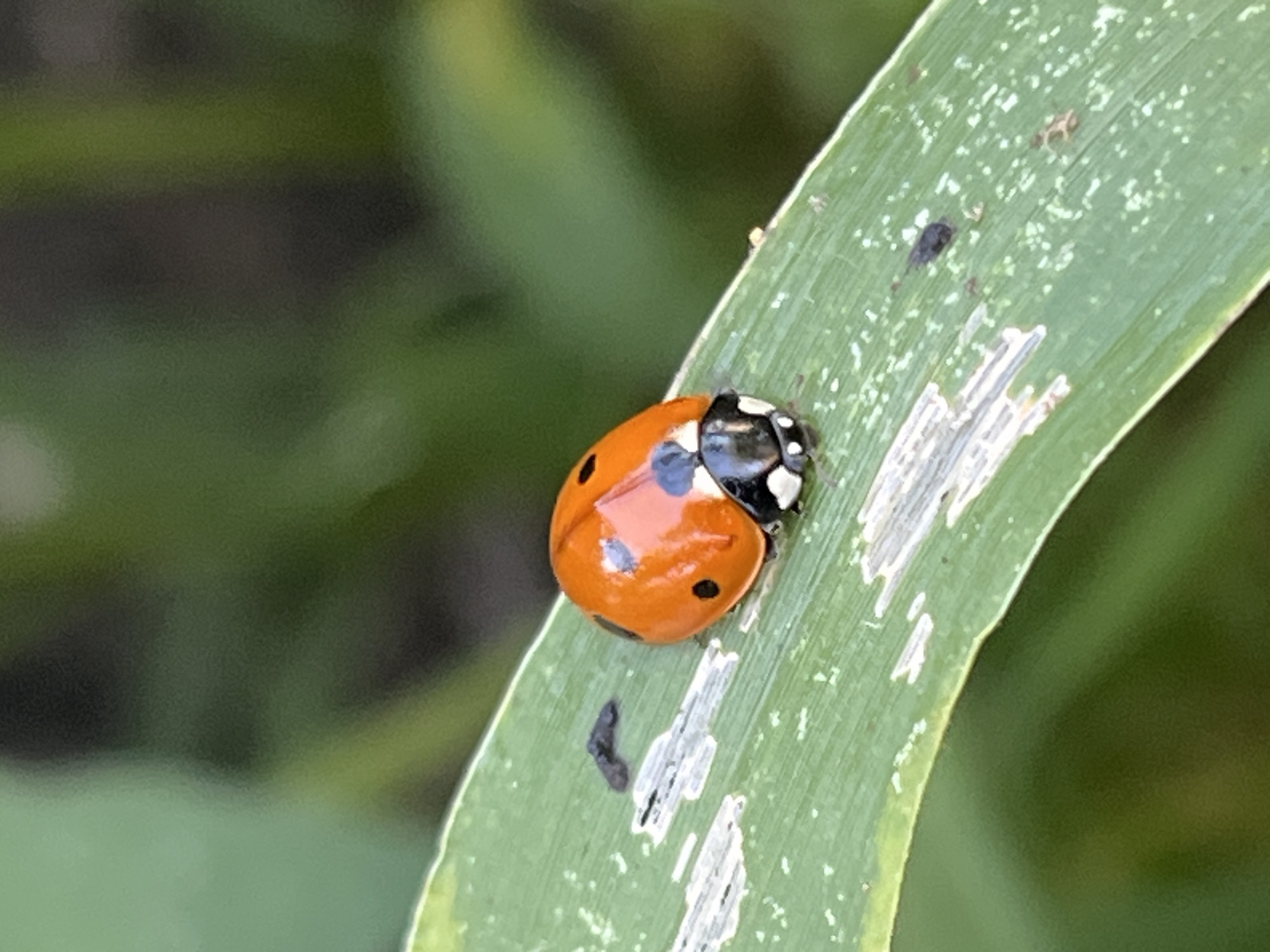 A close-up, eye-level shot shows a ladybug on a green leaf. The ladybug is bright orange with black spots and is facing to the right. The leaf has visible damage and some white speckles. The background is blurred green foliage, suggesting an outdoor setting. This image was captured in Krasnyye Barrikady, Russia.