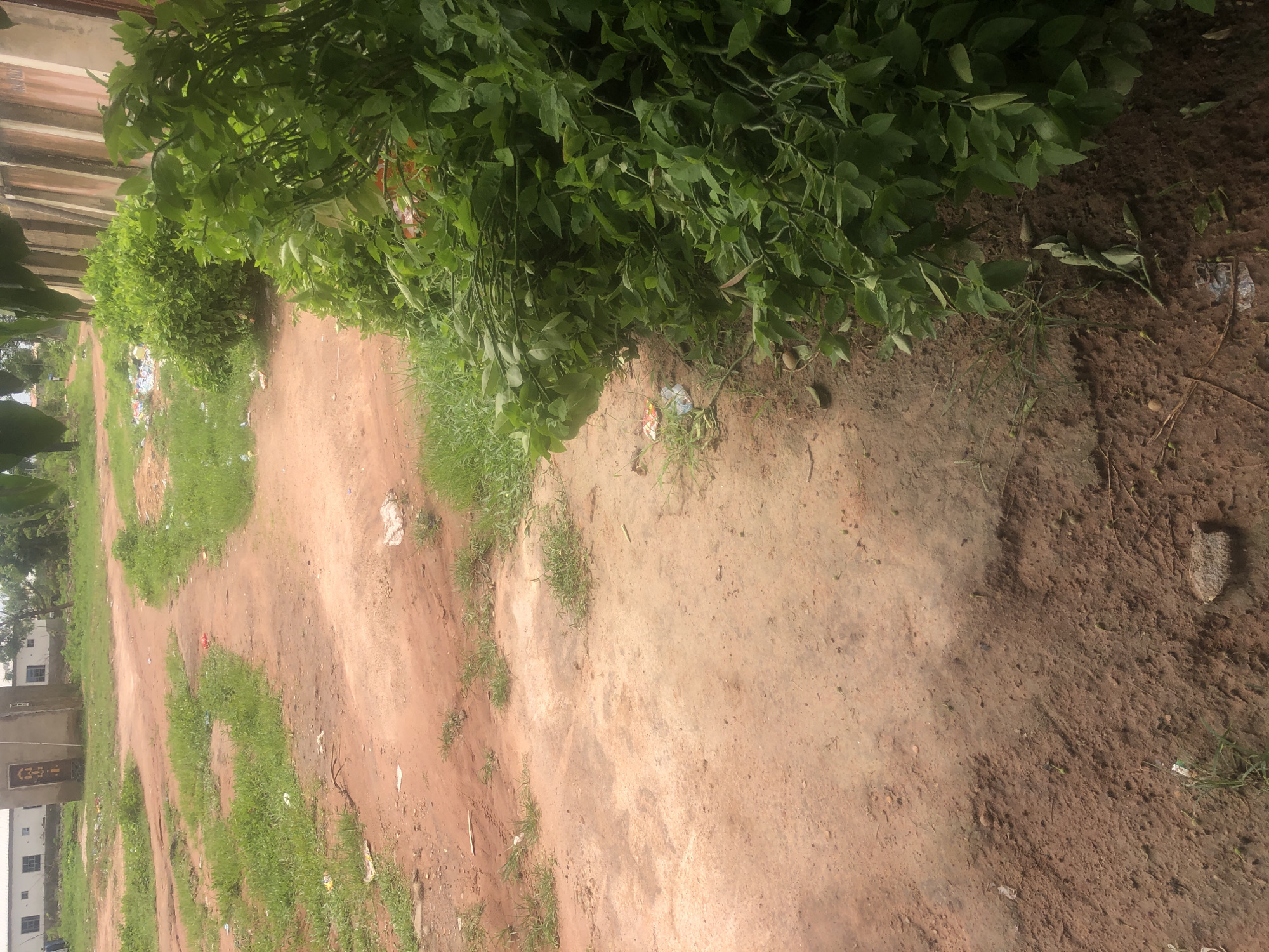 The image depicts an outdoor scene in Wukari, Nigeria. The foreground is dominated by a dirt path and an abundance of green foliage. The path appears to be unpaved, with patches of grass growing along its edges and in the middle. To the right, a dense cluster of green leaves and branches is prominently featured, suggesting a large bush or harvested plant material. The background shows a building with white walls and a brown door, situated in a grassy area. There are scattered pieces of trash and debris on the ground, indicating a somewhat unkempt environment. The overall impression is of a rural or semi-urban setting, possibly a clearing or an undeveloped area.
