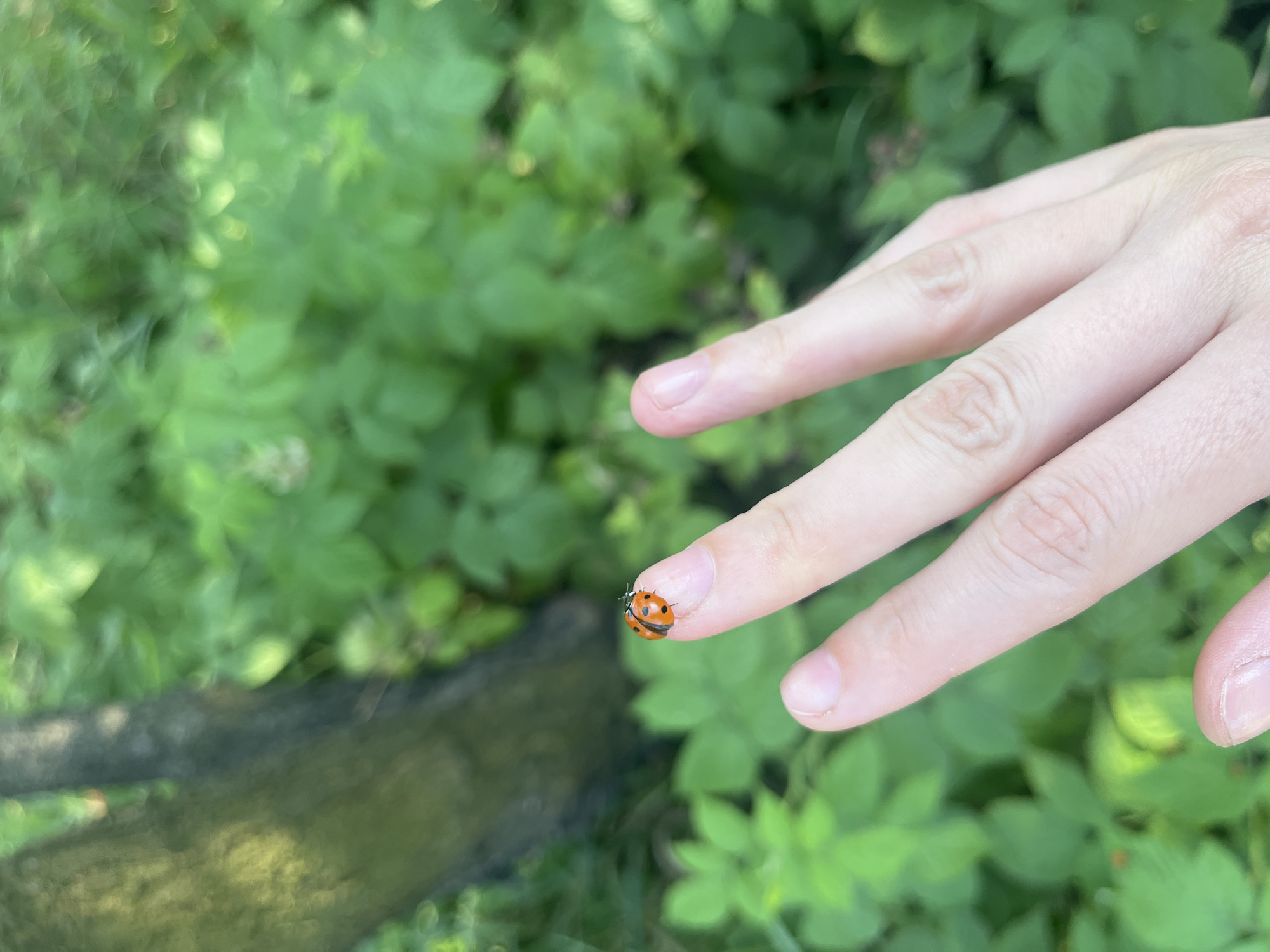 An overhead, close-up shot shows a person's hand with a ladybug on the index finger. The hand is pale with visible fingernails and finger creases. The ladybug is small and orange with black spots. The background is out of focus, consisting of lush green foliage and a dark tree trunk on the left. The lighting suggests it is daytime.
