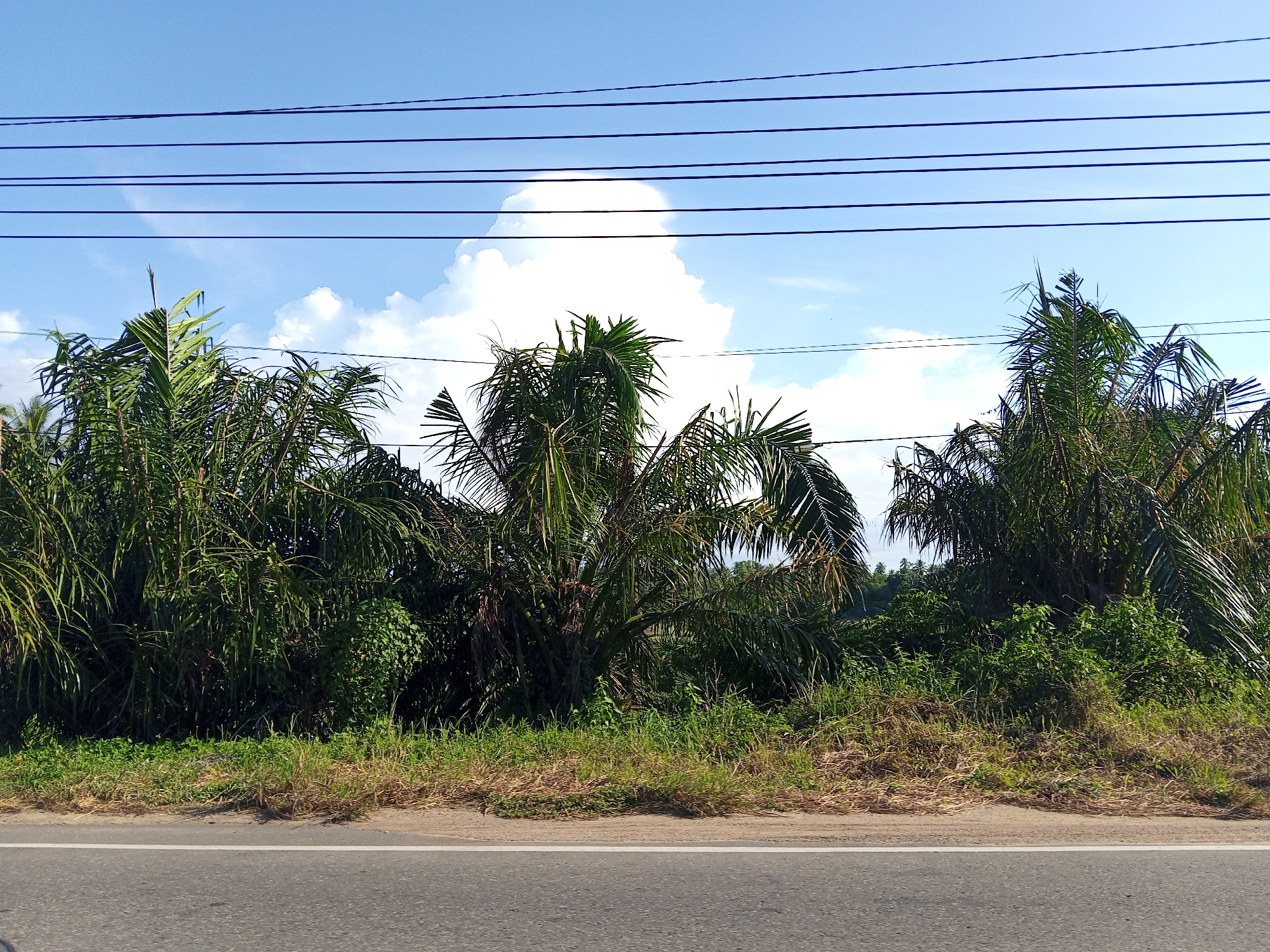 A daytime shot displays roadside vegetation in Payabeunyot, Indonesia, under a partly cloudy sky. Trees and dense shrubbery fill the frame behind a paved road with a white line. Utility wires stretch horizontally across the upper portion of the image.