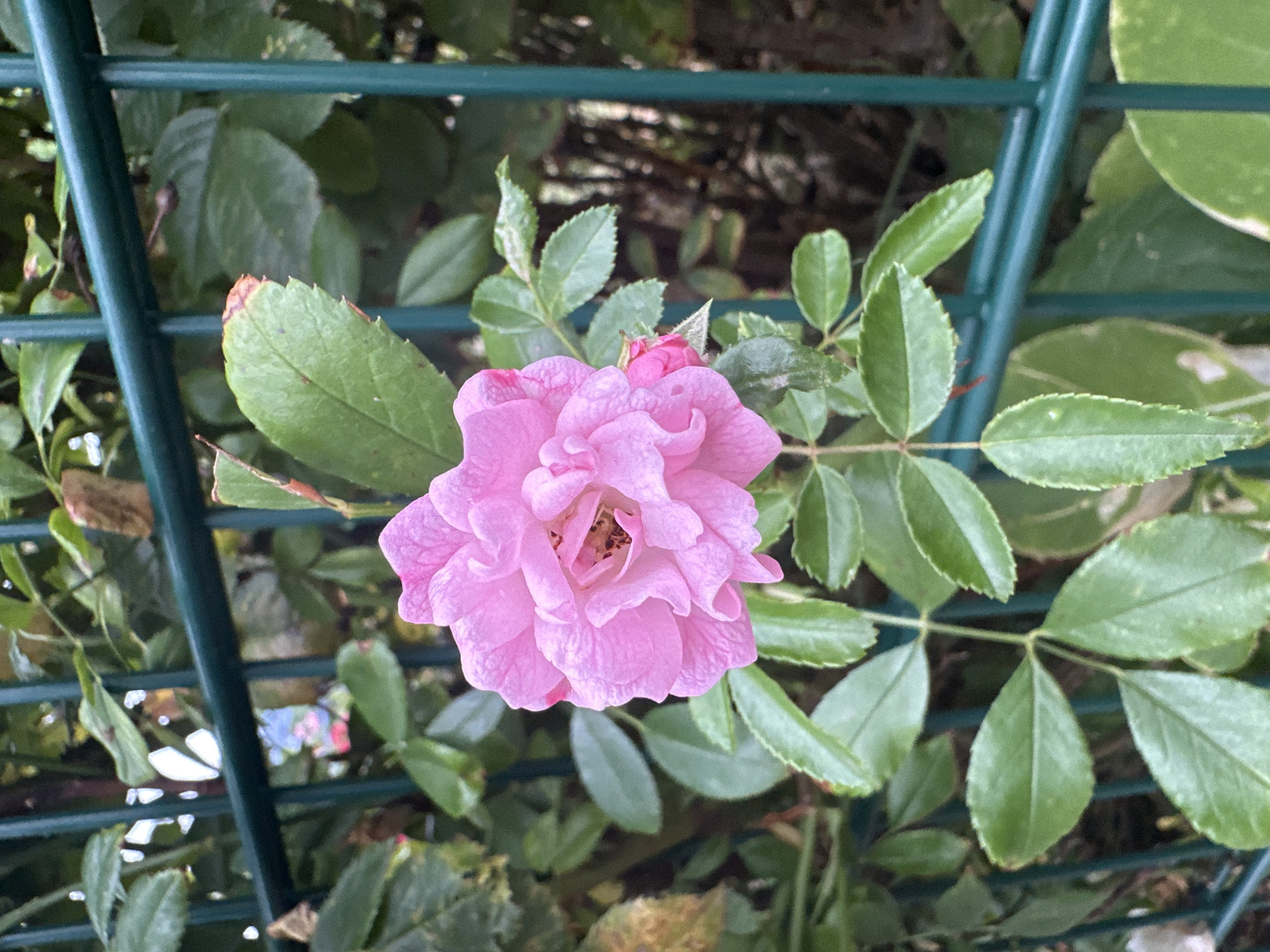 A close-up shot captures a blooming pink rose against a backdrop of lush green foliage and a dark green metal fence. The rose, with its delicate, layered petals, is the central focus, its soft pink hue contrasting with the verdant leaves. A hint of a smaller rosebud is visible to the right of the main bloom, suggesting ongoing growth and the potential for more flowers. The metal fence, with its horizontal and vertical bars, creates a structured foreground element, partially obscuring the denser greenery and darker branches behind it. The lighting suggests an outdoor setting, likely during daytime, with soft illumination highlighting the texture of the rose petals and the sheen of the leaves. The overall impression is one of natural beauty juxtaposed with man-made structure. Based on the context provided by the image, this scene is located in Krefeld, Germany.