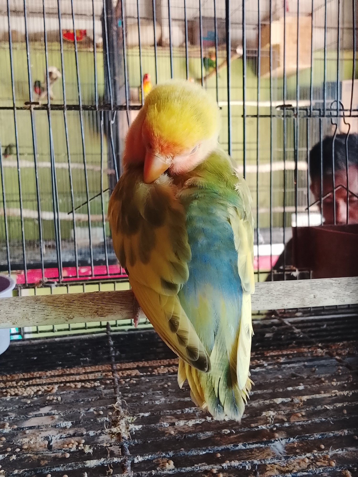 A lovebird, predominantly yellow with hints of orange on its head and patches of blue and green on its body, is perched on a wooden dowel inside a cage. The bird is facing away from the viewer, with its head tucked into its chest, appearing to be sleeping or resting. The cage is constructed of metal bars and appears to be situated in an outdoor or semi-outdoor setting, possibly a market or aviary in Kuta Trieng, Indonesia. In the background, other birds can be seen within similar cages, and a person's face is partially visible through the bars, looking in the direction of the lovebird. The cage floor is covered with seeds and debris.