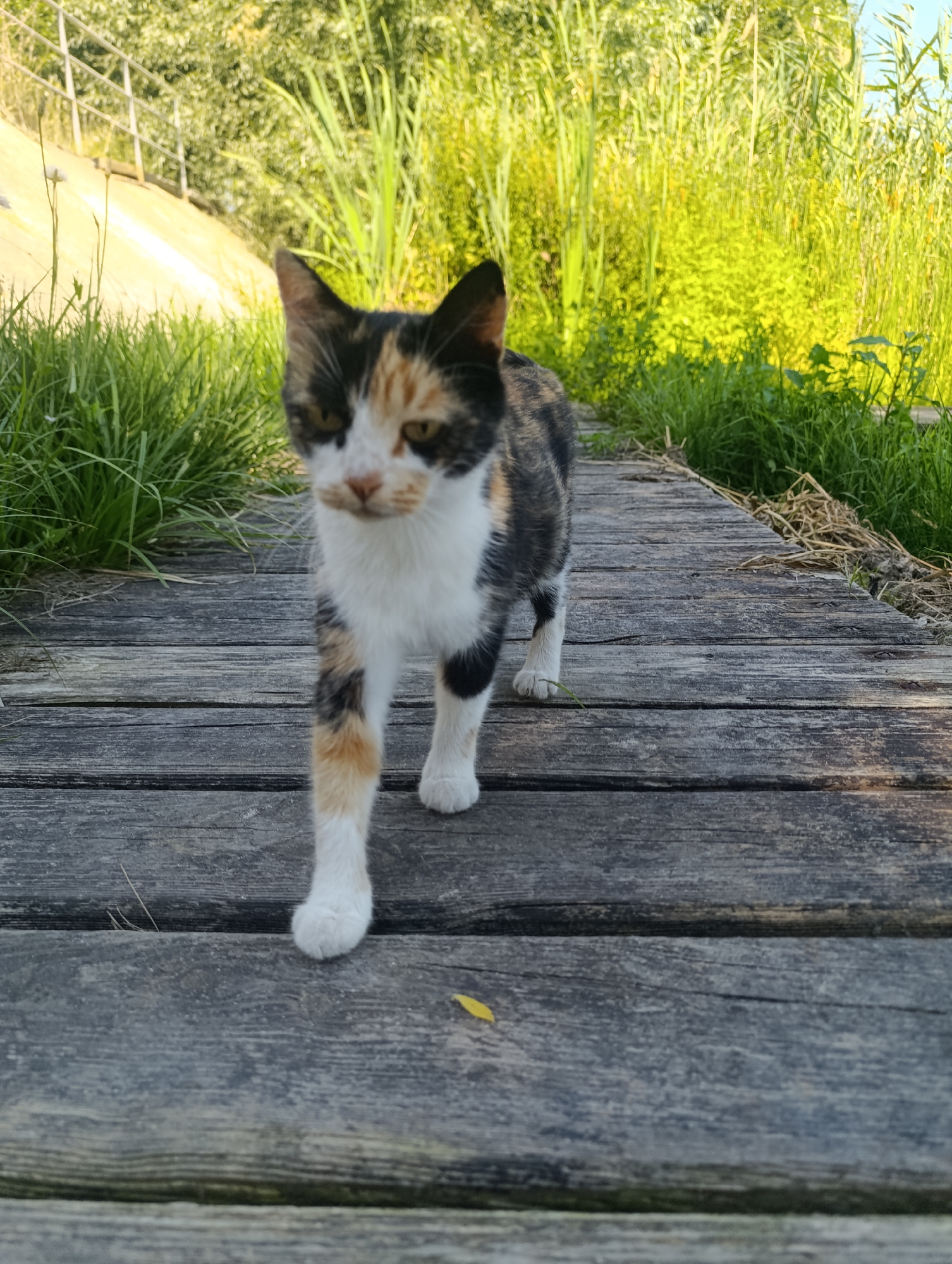 A calico cat walks forward on a wooden boardwalk. The cat has patches of black, white, and orange fur and is looking directly at the camera. The boardwalk is made of weathered wooden planks. To the left of the boardwalk is a grassy area with some sparse white flowers, and beyond that, a concrete embankment with a metal railing. To the right of the boardwalk is dense, tall green vegetation, some of which is illuminated by sunlight. The scene is outdoors, with a bright sky visible in the upper right corner. The location is described as Bulatselivka, Ukraine.