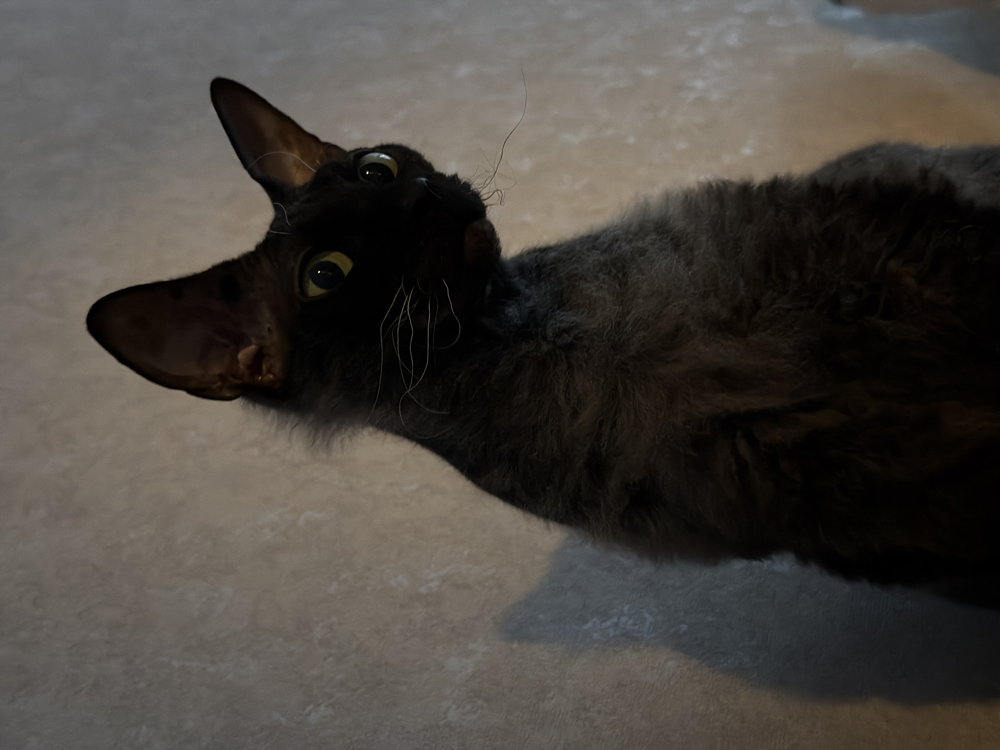 An indoor, low-angle photograph taken in the city of Unknown, Unknown, features a dark grey cat, consistent with a Devon Rex breed, positioned against a textured, light beige wall. The cat exhibits short, wavy, dark grey fur and large, upright ears. Its bright yellow-green eyes are wide, and its head is slightly turned to the right, with its gaze directed upwards and off-camera. Several white whiskers are visible around its muzzle, including one notably long whisker extending downwards from the right side of its face. The cat's body is largely in shadow, while the background wall is softly illuminated. A soft, defined shadow is cast by the cat onto the wall immediately to its left. No human subjects or additional objects are present.