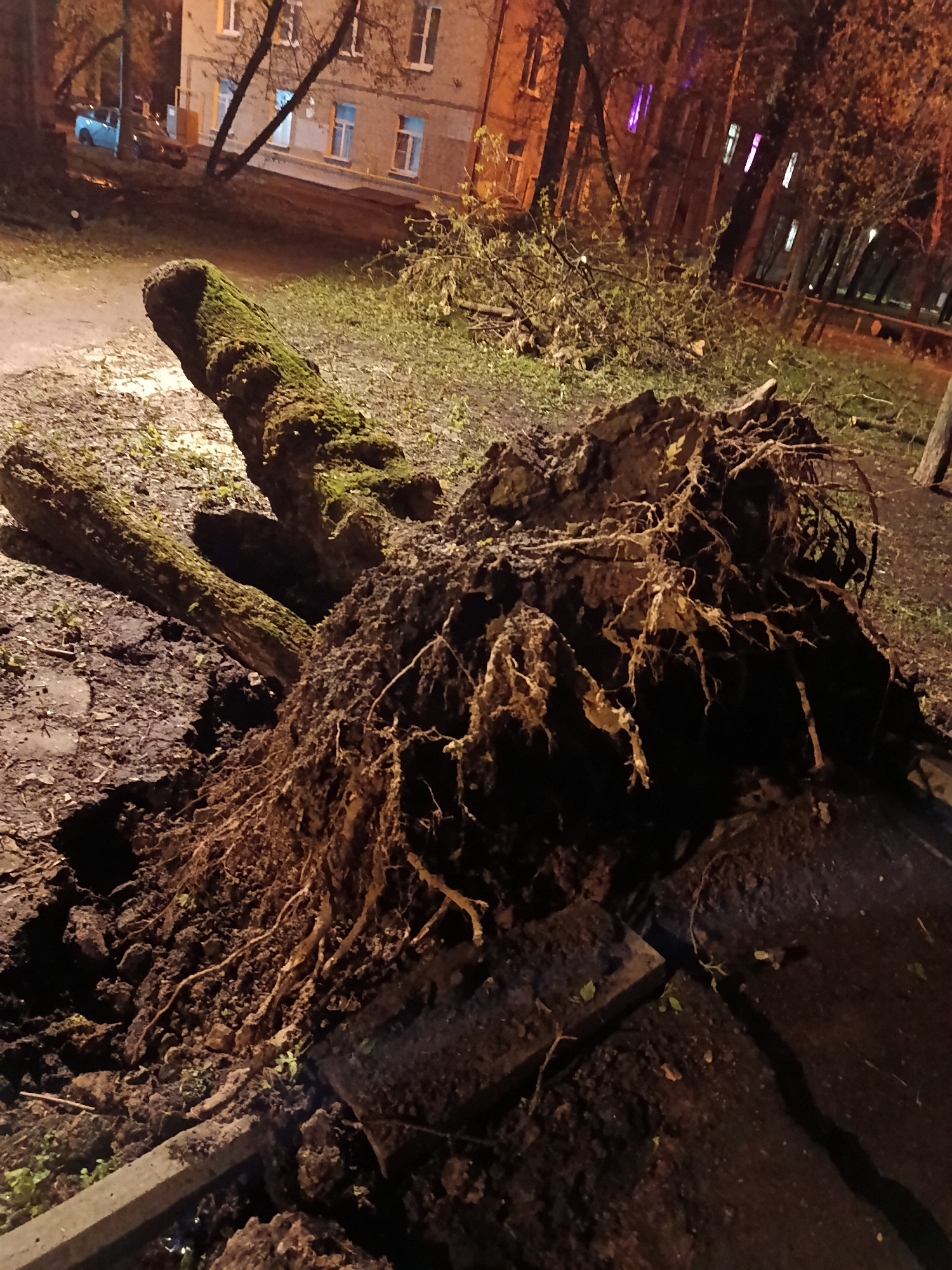 The photograph captures a large, uprooted tree lying on its side in an urban or suburban area of Moscow, Russia, at night. The main subject is the massive tree, its trunk covered in green moss, extending horizontally across the frame from the left foreground towards the center. The tree's extensive root system is dramatically exposed, lifted from the ground and tangled with dark soil, dominating the right and central parts of the image.
The ground around the tree consists of disturbed earth, scattered debris, and patches of grass and fallen leaves. A dark, possibly paved path or sidewalk is visible in the foreground, with some square pavers appearing near the exposed roots.
In the background, a multi-story building with illuminated windows suggests a residential or commercial setting. Bare tree branches, silhouetted against the artificial light, are visible further back. A blue car is parked near the building on the left side of the frame.
The scene is illuminated by artificial light sources, casting warm orange and cooler purple/blue hues onto the building, the ground, and the tree itself. The time of day is clearly night, with the dark sky and illuminated windows confirming this. The overall impression is one of the aftermath of a strong wind or storm that caused the large tree to fall, creating a disruption in the urban landscape. There is no visible text in the image.