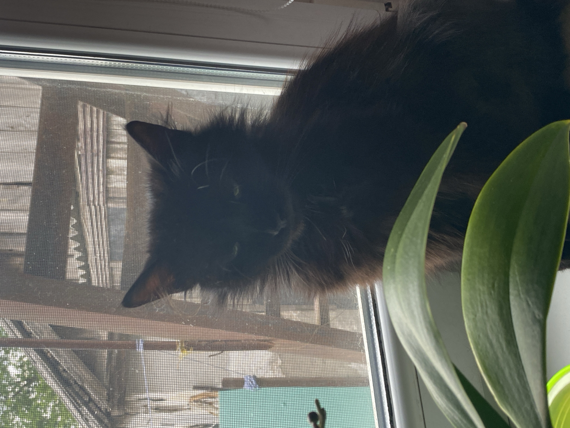 A dark-furred cat sits on a windowsill. The cat is positioned near the upper right side of the frame. The window has a screen. Visible through the screen are exterior buildings, including fire escapes. A plant with smooth, green leaves is to the right of the cat.