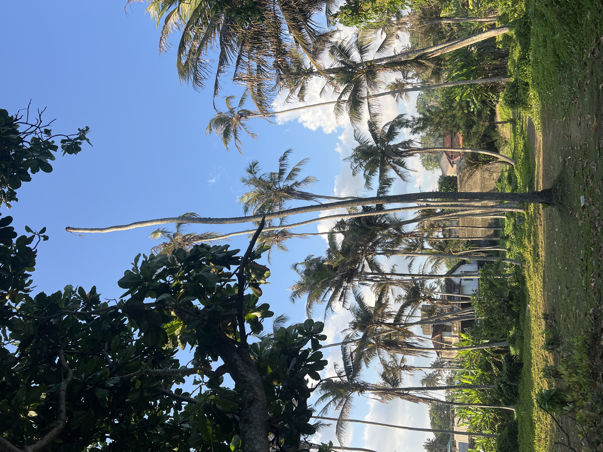 This image depicts a tropical residential landscape in Goviyapana, Sri Lanka, under a clear blue sky with scattered white cumulus clouds. The foreground consists of a dirt path interspersed with patches of green grass and low-lying vegetation. Numerous tall palm trees, primarily coconut palms with varying states of frond density, dominate the midground and background, forming a dense canopy. A prominently tall, bare palm trunk extends upwards towards the top center. Lush green foliage, including broad-leaved plants resembling banana trees and other tropical vegetation, fills the spaces between the palm trunks. In the background, partially obscured by the trees and foliage, are several residential structures. One multi-story house with light-colored walls and a reddish-brown tiled roof is visible towards the left-center, flanked by what appear to be concrete walls and other building elements. A large, dark-leaved tree branch extends into the frame from the upper left. No people, animals, or explicit actions are observed.