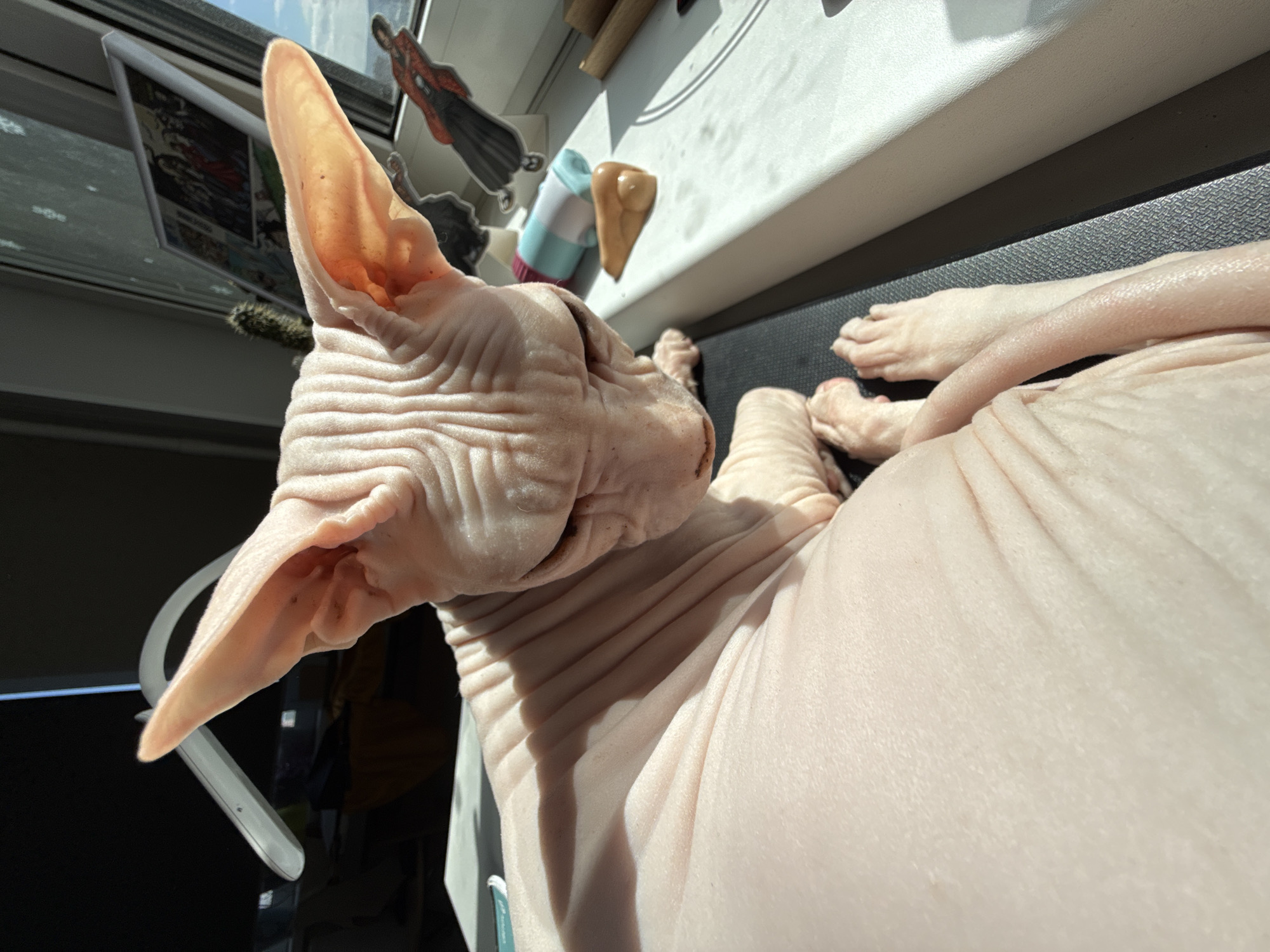 A pale pink, hairless Sphynx cat lies on a dark-colored surface, likely a pet mat or blanket. Its head, with prominent, large ears, is positioned towards the left of the frame. The cat's wrinkly skin is visible in detail. The body of the cat extends towards the right side of the image, partially obscuring the surface it rests on. Sunlight illuminates the cat, creating strong shadows on its body.
In the background, a window frame is visible, with an object attached to it - a sticker. Other objects and window features are present in the background. The location is unknown and cannot be determined from the image. There is no information indicating that the photo was taken in Krasnoyarsk, Russia.