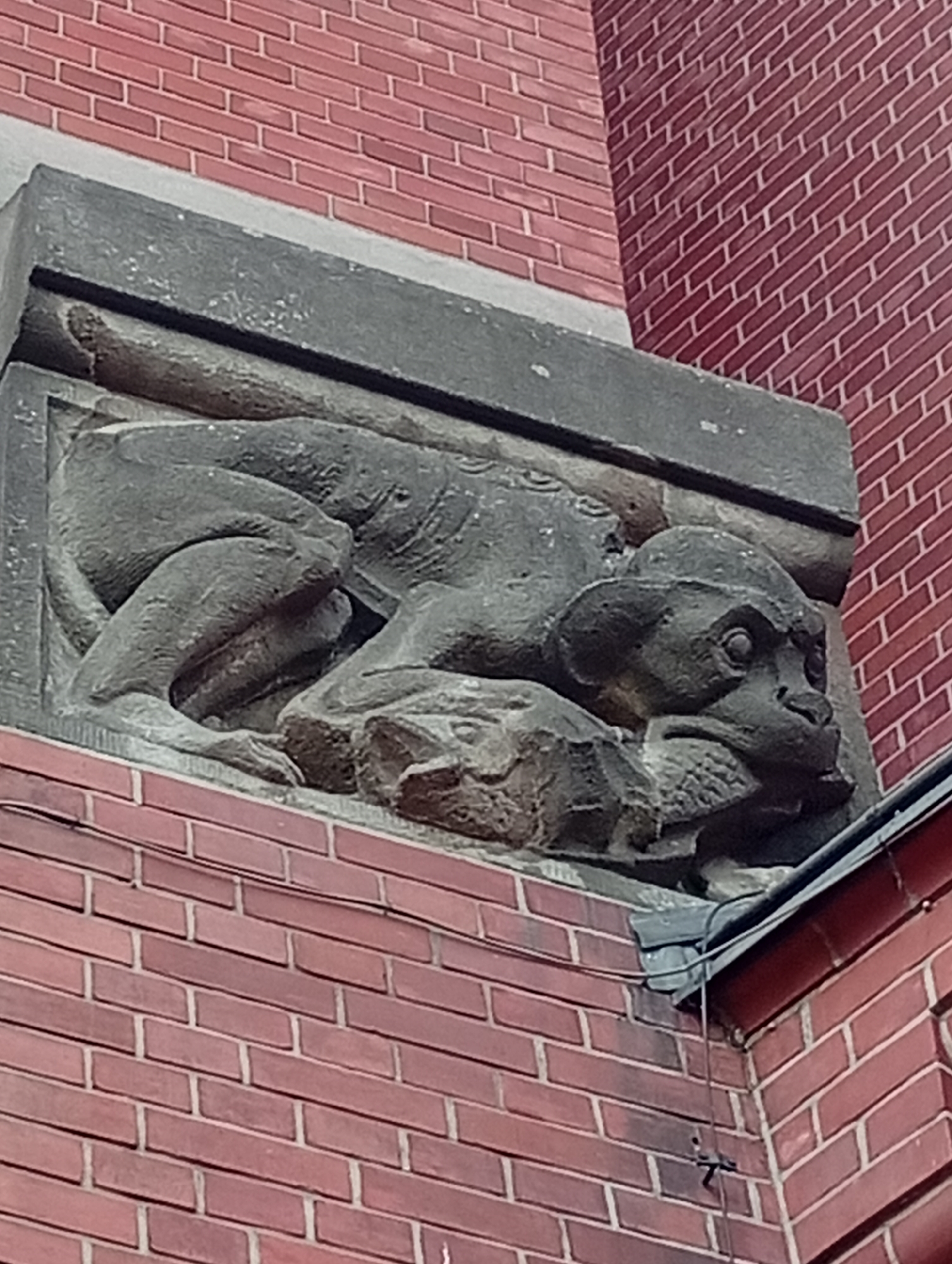 The image shows a stone carving of a monkey on a brick building in Wrocław, Poland. The monkey is depicted in a crouching or lying down position, with its head turned towards the viewer. It has distinct facial features, including round eyes, a snout, and a somewhat furrowed brow. Its limbs are bent and appear to be resting on or near rocks. The carving is set within a larger stone structure attached to the building. The building itself is constructed of red brick, laid in a stretcher bond pattern. The carving is positioned on an upper level of the building, with a gutter and downspout visible to the right of the sculpture. The lighting suggests it is daytime.