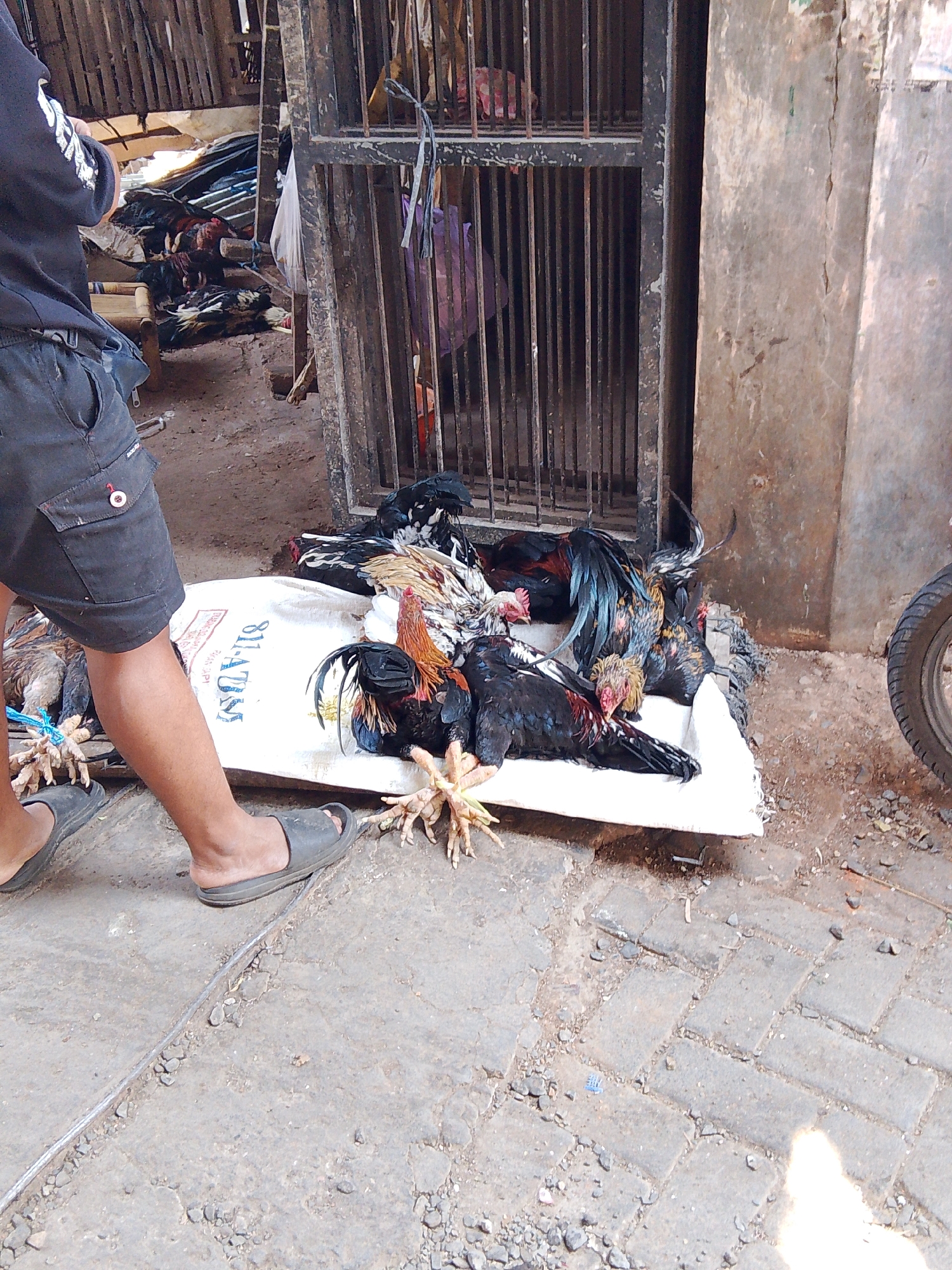 In Gedangan, Indonesia, at a marketplace, a person wearing black shorts and dark sandals is standing next to a pile of dead chickens on a white sack. The chickens are of various colors, including black, white, and red. Some chickens have their legs tied together with blue string, while others are lying loosely. A metal cage with vertical bars is visible behind the chickens, and in the background, there are wooden structures and a concrete wall. The ground is made of concrete pavers and dirt. A portion of a motorcycle's tire is visible on the right side of the image. The scene appears to be an outdoor market stall.