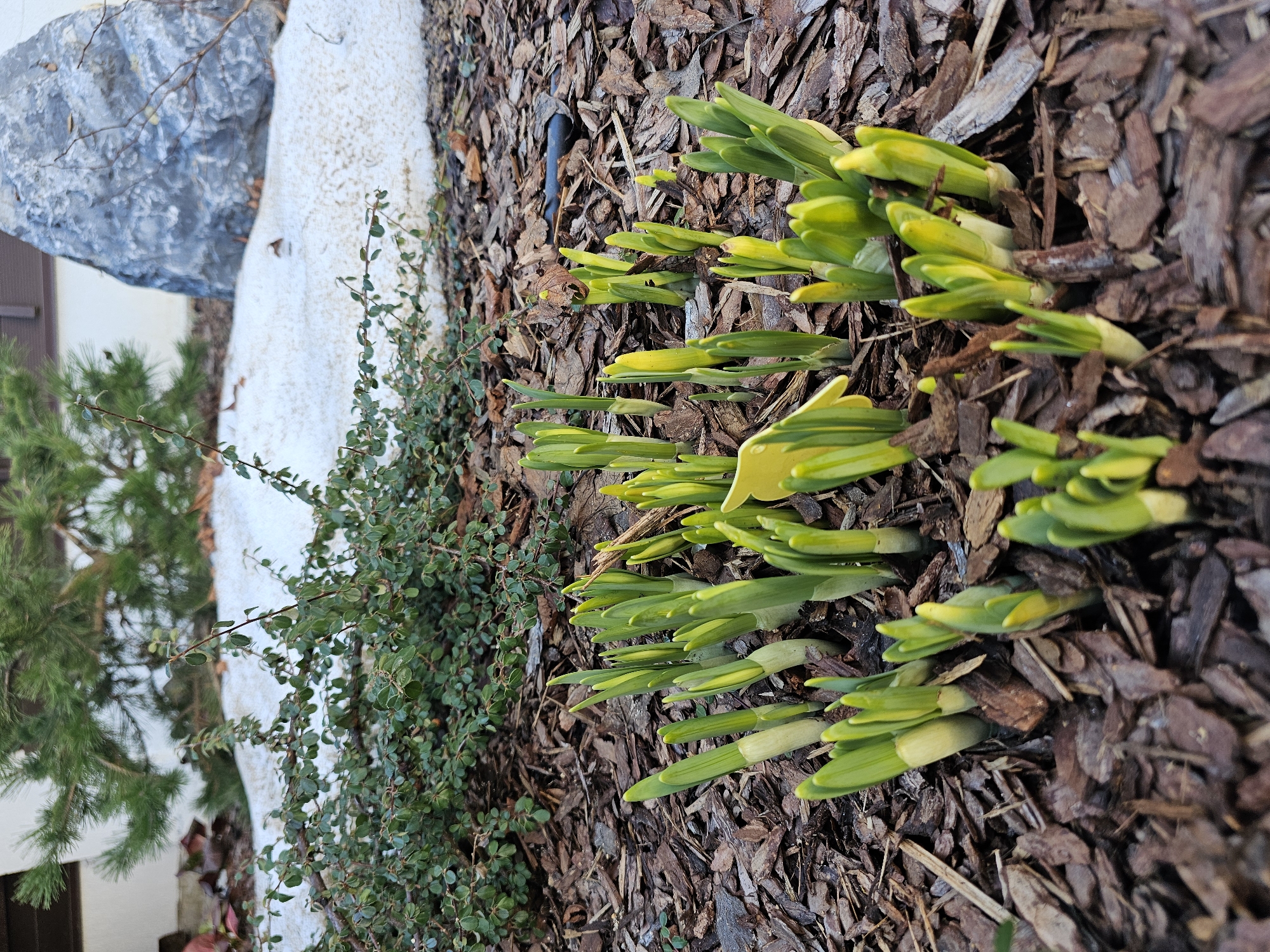 The image shows a close-up view of a garden bed in Березка Снт (красногорский Р-н), Russia. Emerging from the brown woodchip mulch are numerous green and yellow daffodil shoots. To the left, a low-lying green shrub borders the mulch. Further back is a patch of receding snow and a large gray stone. A small evergreen tree is visible in the background near a building's facade with brown trim. The overall scene suggests early spring.