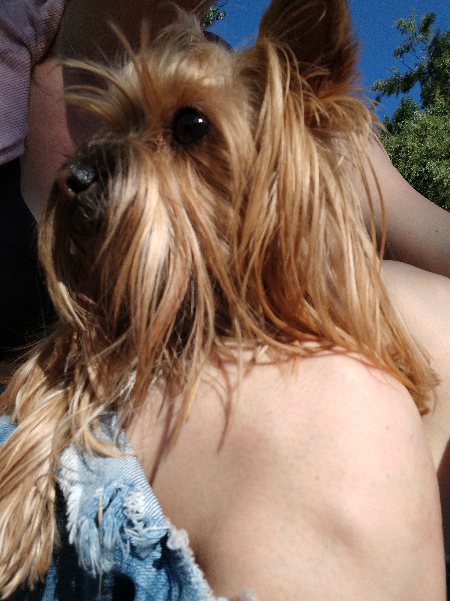 A close-up, low-angle image depicts a small, long-haired dog, likely a Yorkshire Terrier, positioned on a person's body in Novobzhegokay, Russia. The dog, predominantly light golden-brown with lighter highlights in its fur, is facing left, with its right eye and black nose clearly visible. Its long, flowing fur covers much of its face and body. The dog rests against the fair-skinned shoulder and upper arm of an individual. The person is partially clothed in a light pink, horizontally ribbed garment visible on the upper left, and distressed light blue denim jeans with significant rips and fraying, visible in the lower central and left portions of the frame. The background consists of a clear, deep blue sky in the upper right, with green foliage of trees visible against it, indicating an outdoor setting. The scene is brightly lit by direct sunlight from the upper right, casting highlights on the dog's fur and the person's skin.
