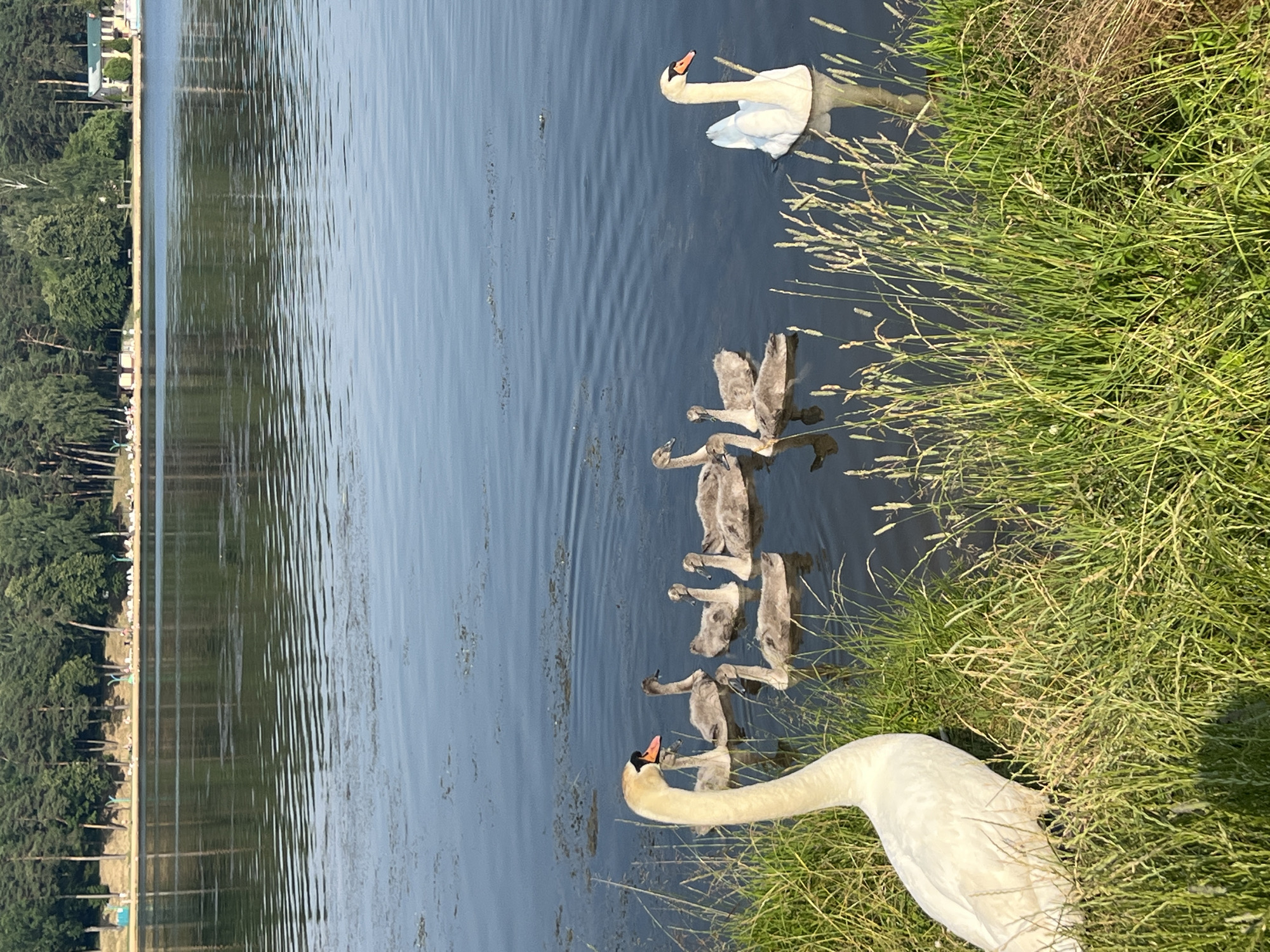 The image depicts a serene waterscape with a family of swans in the foreground and mid-ground. On the left side, a large white adult swan stands at the edge of tall green grass, partially obscuring its body. It faces right, towards a group of several grey cygnets swimming in the dark water. These cygnets are clustered together, some with their heads lowered as if foraging or resting. In the mid-right, another large white adult swan is swimming alone. The water has gentle ripples, suggesting a calm day. The background features a dense line of green trees forming a natural backdrop to the lake. Beyond the trees, a sandy beach area is visible with scattered figures of people and some structures, likely indicative of a recreational area within the Ждановіцкі сельскі Савет region of Belarus. The overall atmosphere is tranquil and natural.