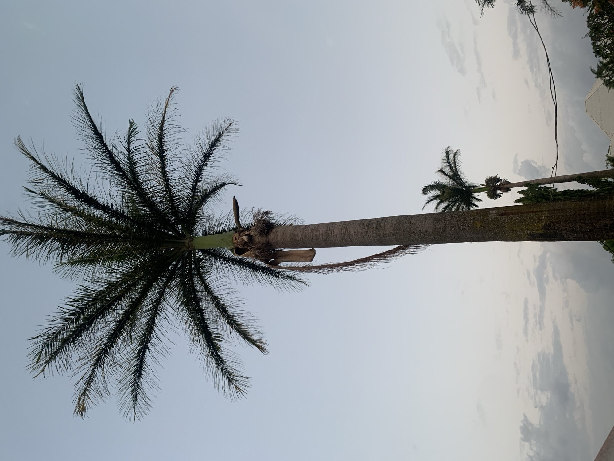 The image shows a low-angle view of two tall palm trees against a light blue and white sky. The location appears to be Kabong, Nigeria, but this can't be confirmed by looking at the picture alone. The larger tree on the left has a full, dark green crown of fronds. The smaller tree is in the background. There are some branches or foliage visible to the right, and a few powerlines or wires are running between the trees.