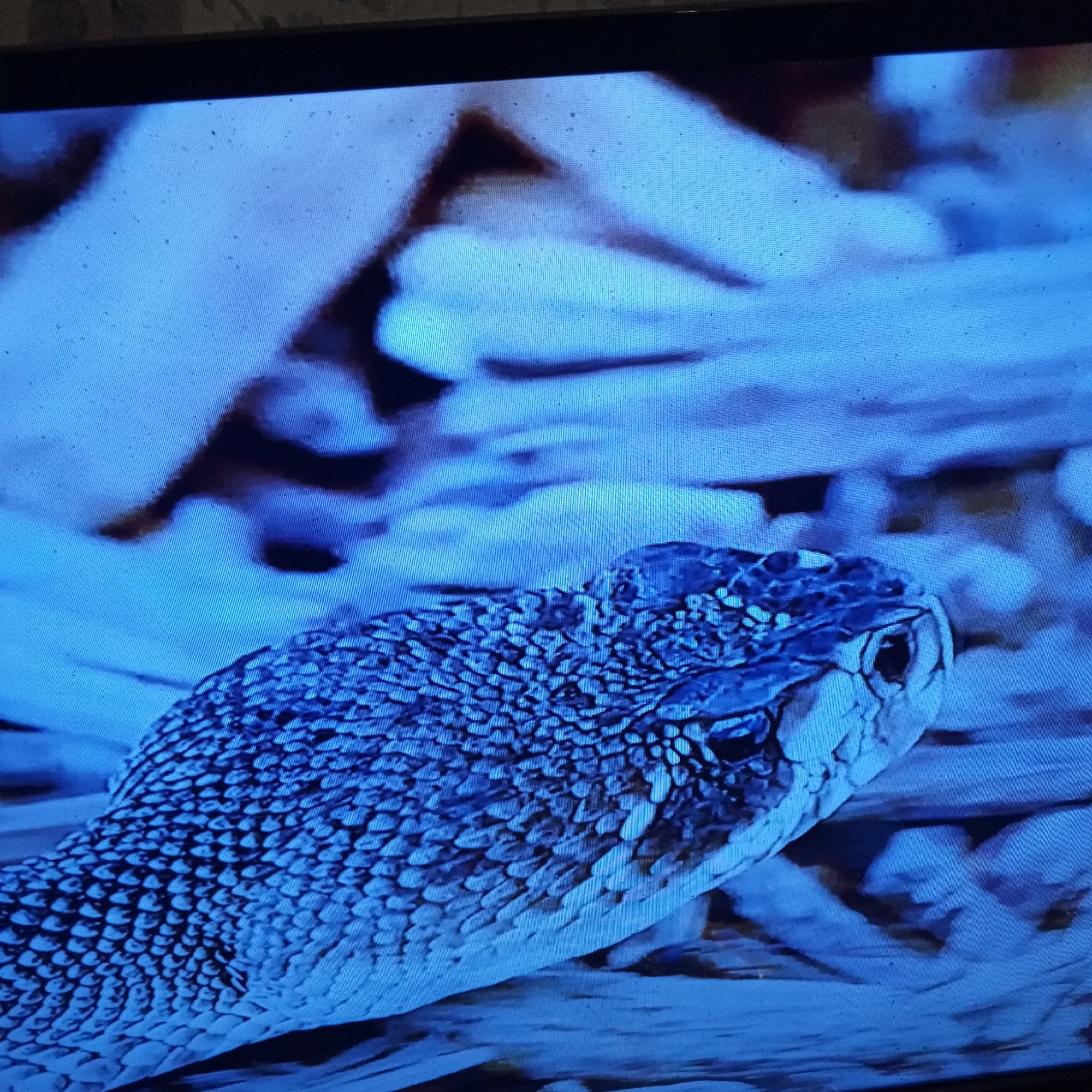 The media file is a close-up, color photograph of a snake's head and neck, rendered in a bluish hue. The snake is positioned diagonally from the lower left to the upper right of the frame. Its scales are clearly visible, creating a textured pattern. The snake's head is in sharp focus, revealing details of its eye and snout. The background is blurred and abstract, appearing to be composed of light-colored, possibly wooden, elements. The overall impression is one of a still, possibly naturalistic, scene. No text is visible in the image.