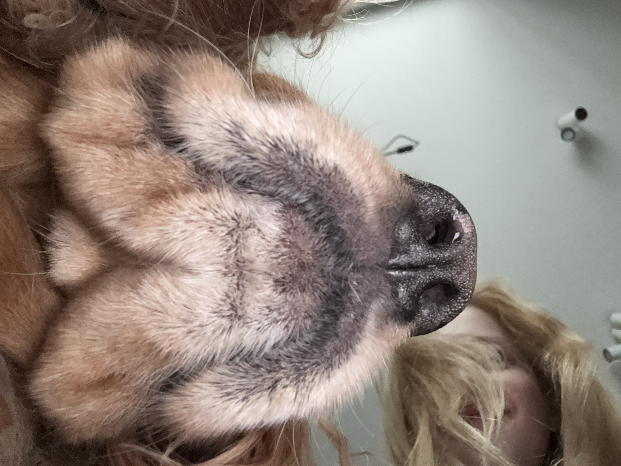 The image is an extreme close-up, low-angle shot of the snout and part of the face of a light brown dog, possibly a Cocker Spaniel, and the face of a person with blonde hair. The dog's nose, with its dark, wet nostrils, is prominently featured in the upper portion of the frame. The fur around the dog's nose is light brown and fluffy. Below the dog's snout, the face of a person is visible, with blonde hair framing their face. The person's mouth is slightly open, and their eyes are not clearly visible. The background is a plain, light gray surface. The overall impression is one of an intimate, playful interaction between the dog and the person.