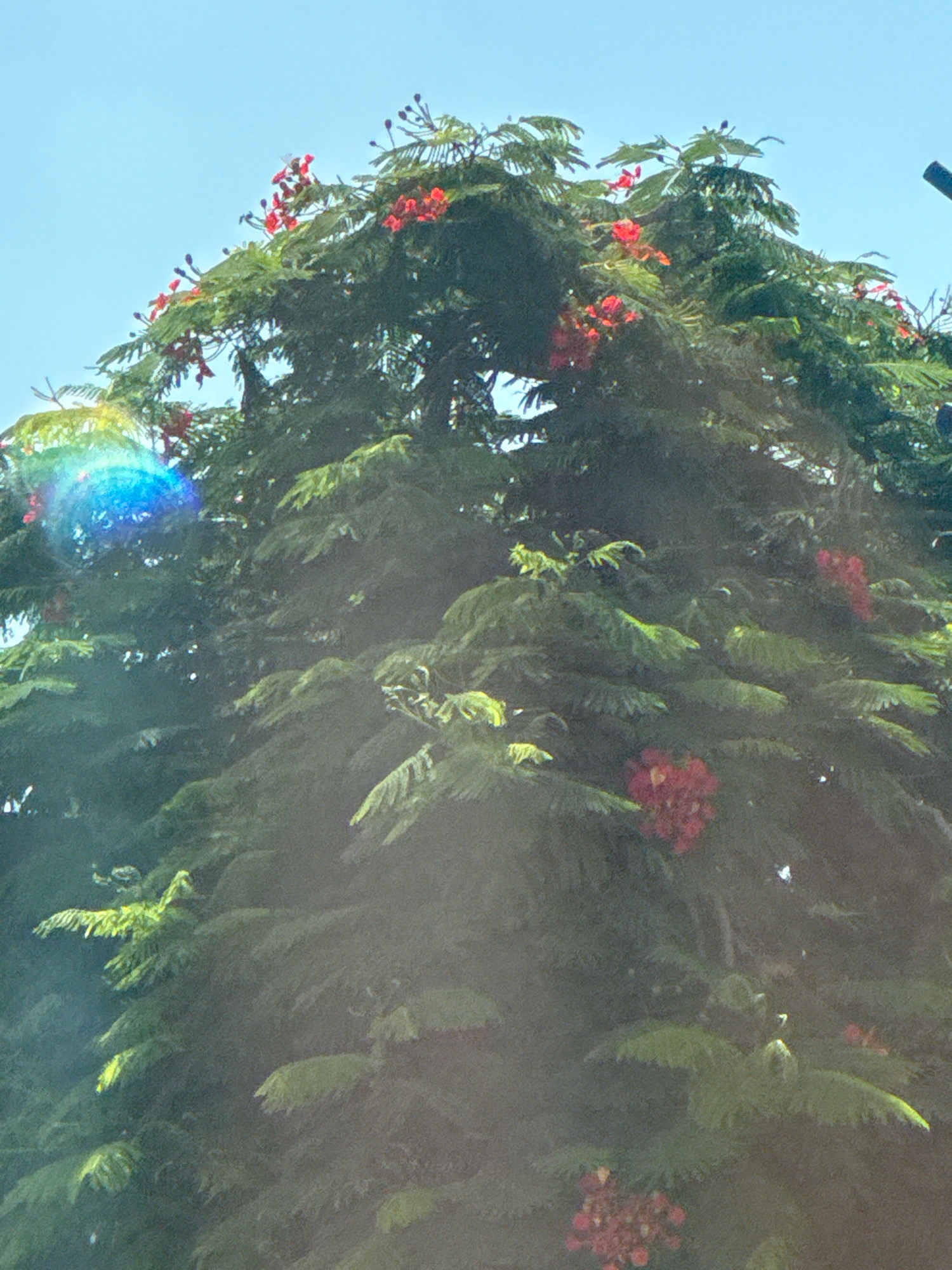 This is a medium shot, eye-level, outdoor, natural light photograph of a lush green tree with red flowers against a bright blue sky. The image is slightly overexposed, with a visible lens flare in the upper left quadrant, creating a circular rainbow effect. The tree's branches are dense with feathery, dark green foliage, and clusters of vibrant red flowers are scattered throughout the canopy. Some of the flowers are in full bloom, appearing as small, pom-pom-like structures, while others are still in bud form. The overall impression is one of a vibrant, tropical tree in bloom. The image likely depicts a scene from Agios Tychona Community, Cyprus, given the context.